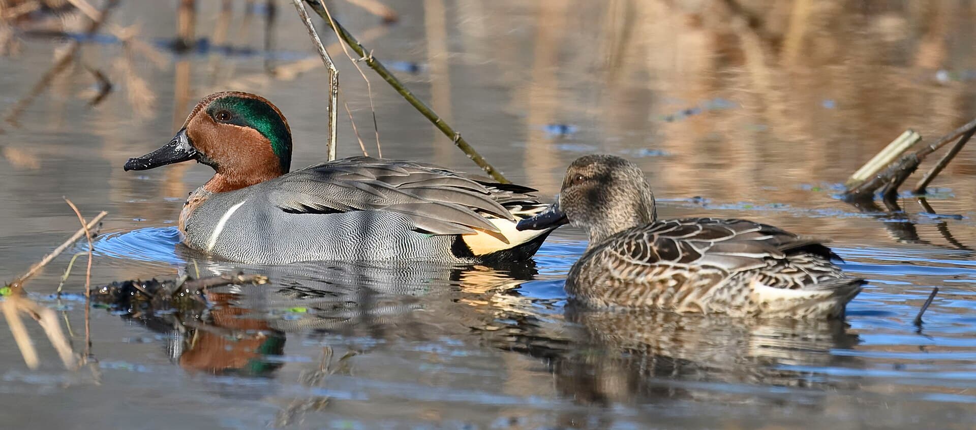 Amerikaanse Wintertaling (Anas carolinensis) - Green-winged teal huntley meadows 12.30.24 DSC 0615-topaz-rawdenoise