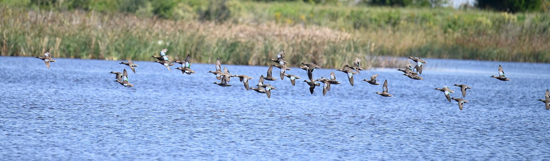 Amerikaanse Wintertaling (Anas carolinensis) - Green-winged teal bombay hook nwr 9.15.23 DSC 7730-topaz-denoiseraw-sharpen