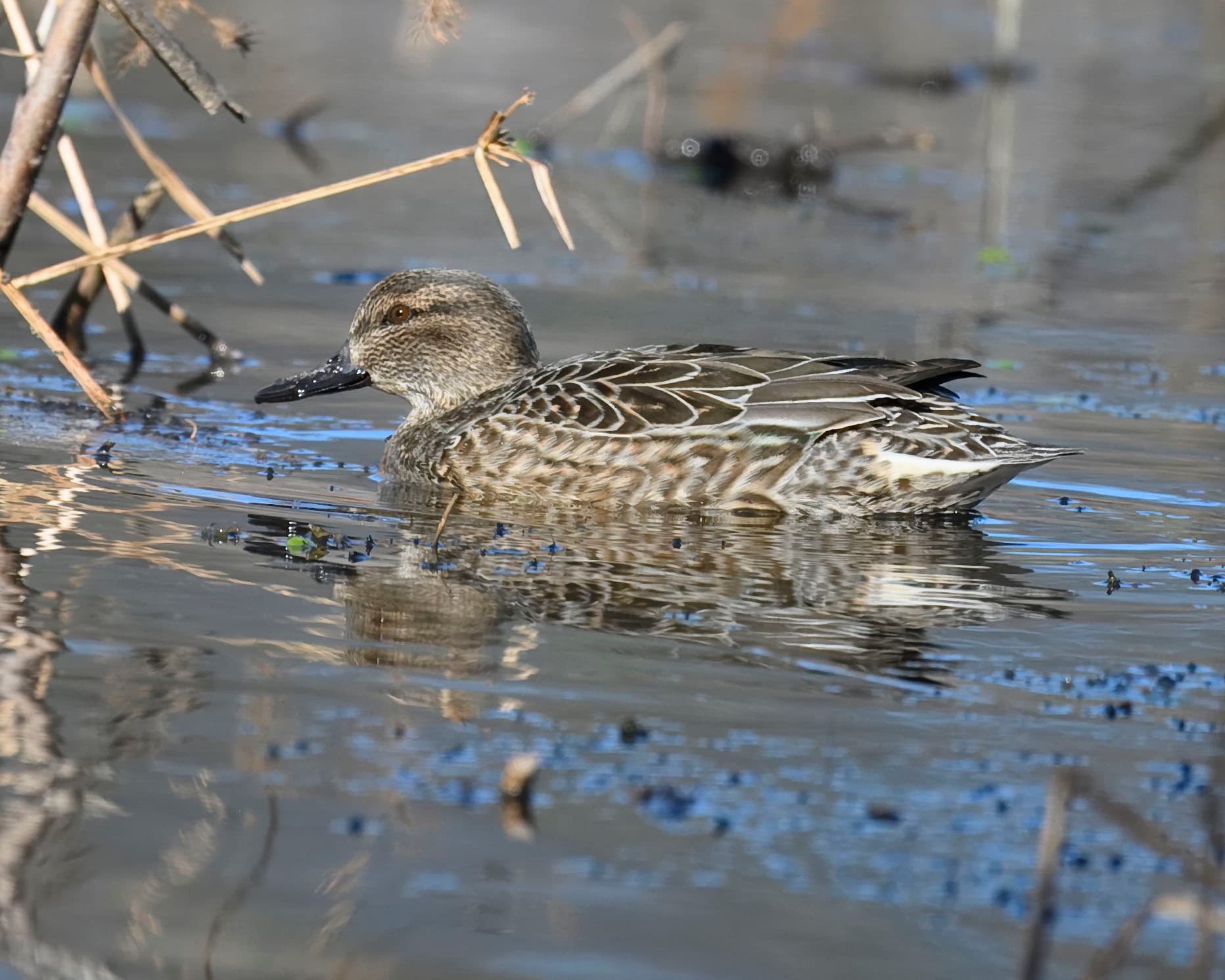 Amerikaanse Wintertaling (Anas carolinensis) - Green-winged teal huntley meadows 12.30.24 DSC 0589-topaz-rawdenoise