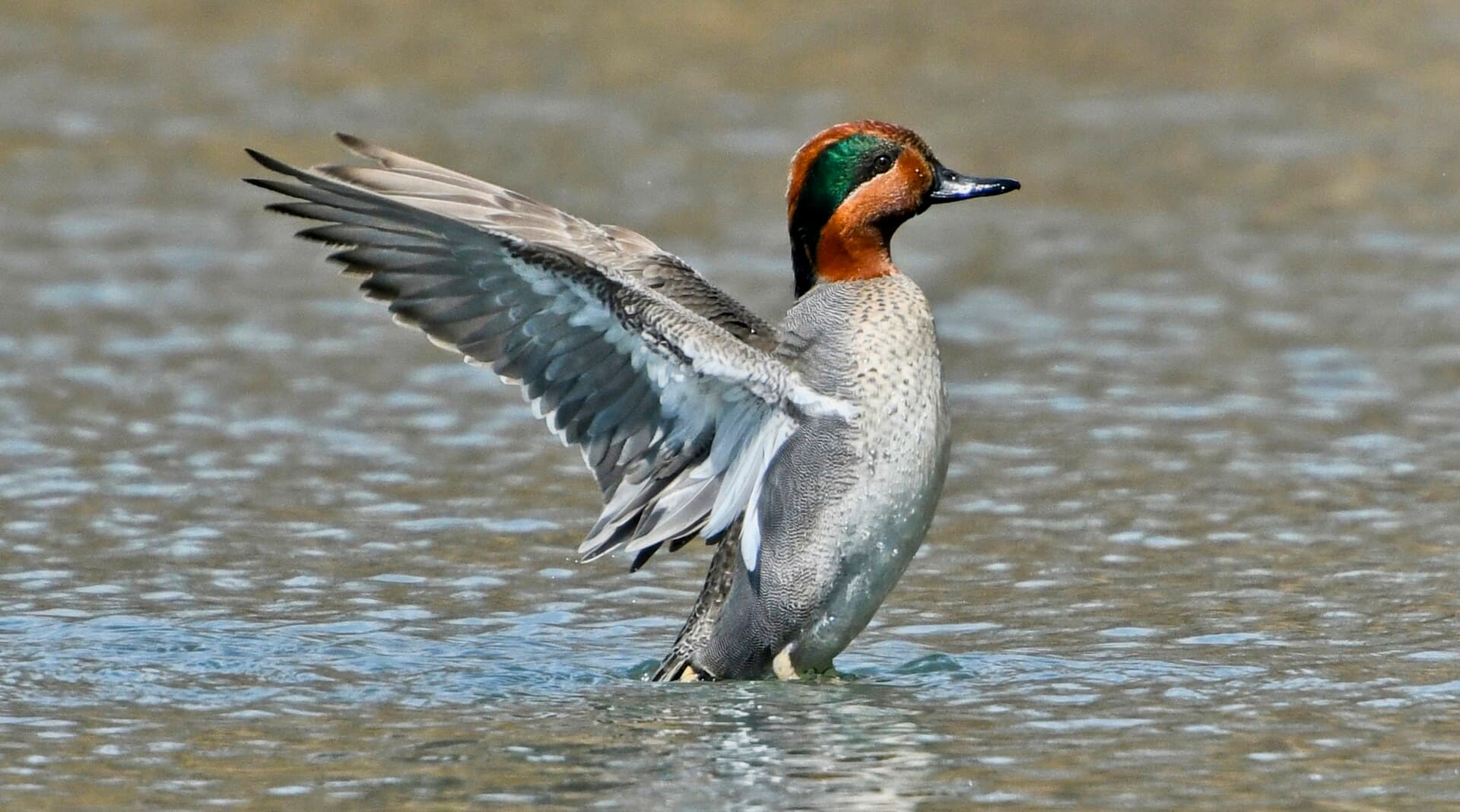 Amerikaanse Wintertaling (Anas carolinensis) - Anas carolinensis m Sam Smith Toronto1
