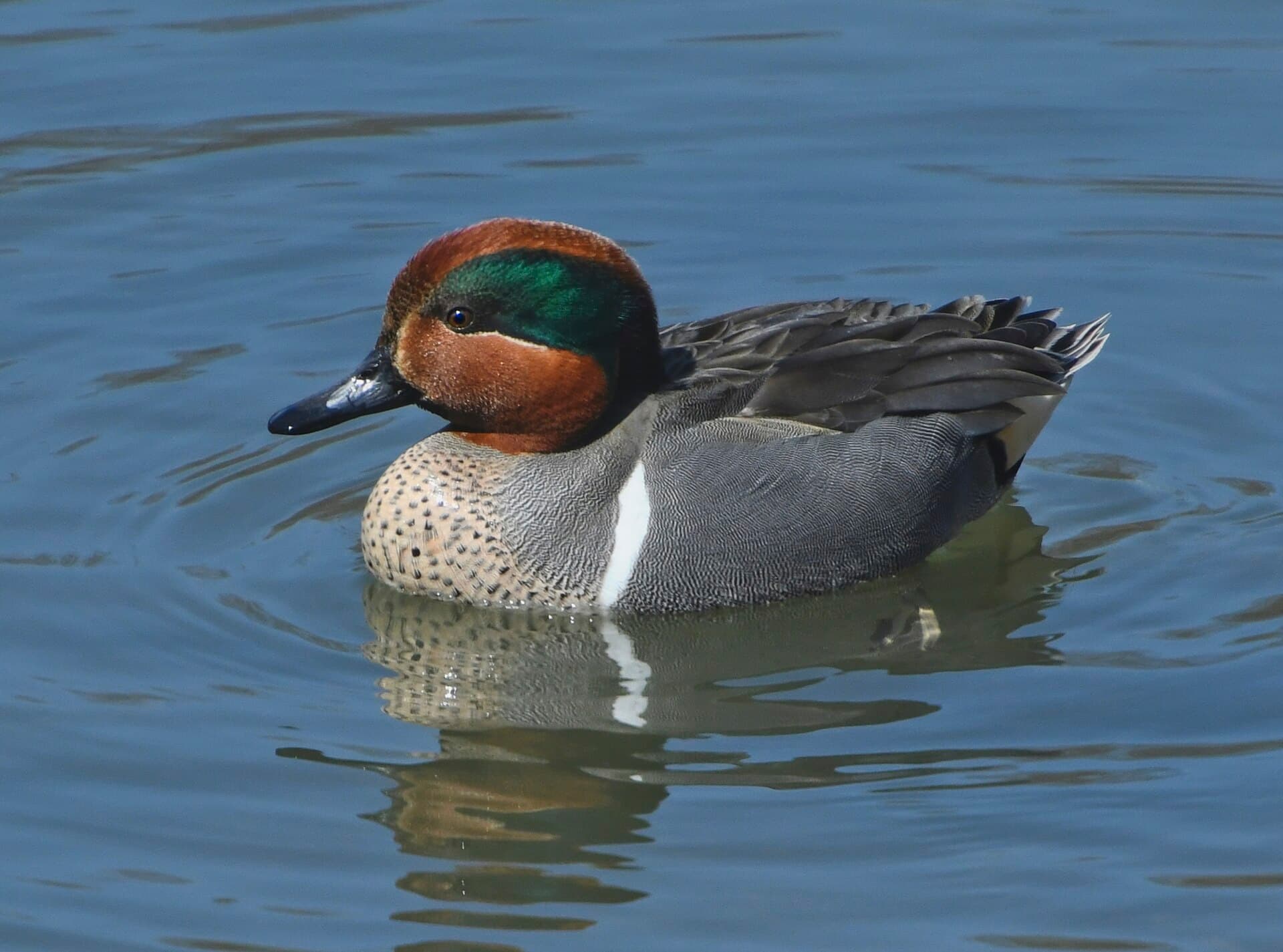 Amerikaanse Wintertaling (Anas carolinensis) - Anas carolinensis m Sam Smith Toronto7