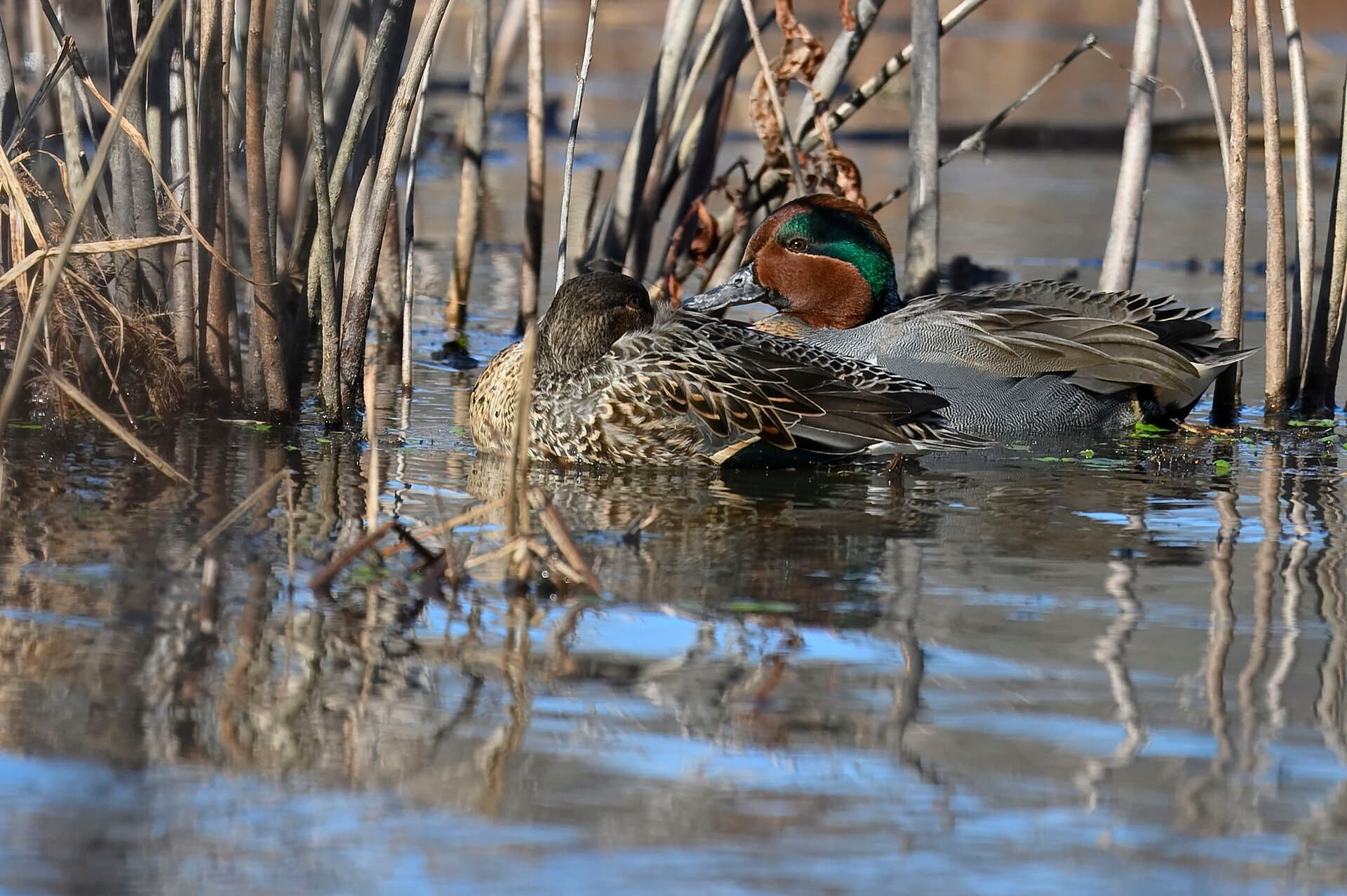 Amerikaanse Wintertaling (Anas carolinensis) - Green-winged teal huntley meadows 12.30.24 DSC 0573-topaz-rawdenoise