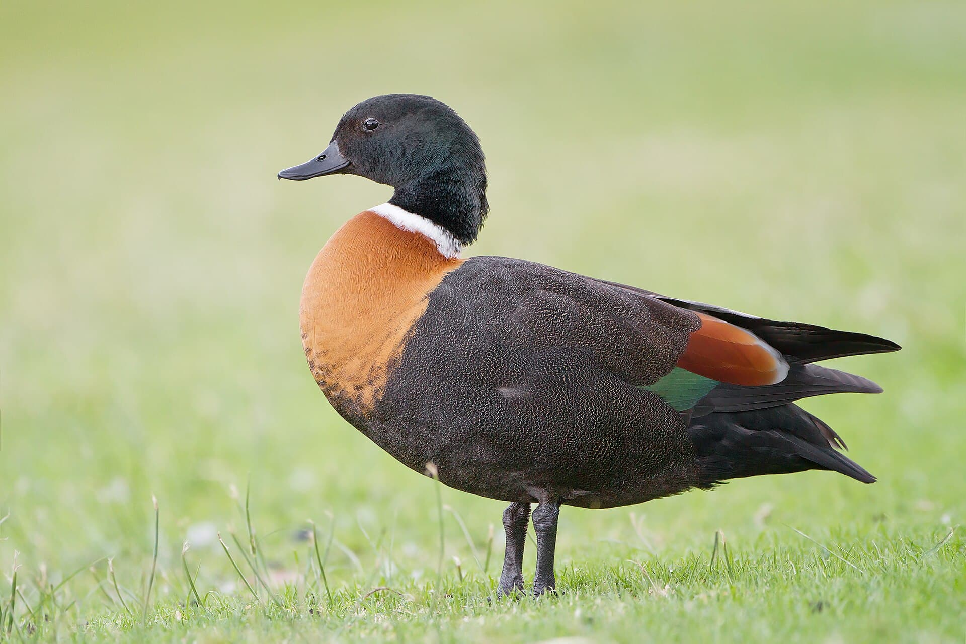 Australische Bergeend (Tadorna tadornoides) - Tadorna tadornoides male 1 - Perth