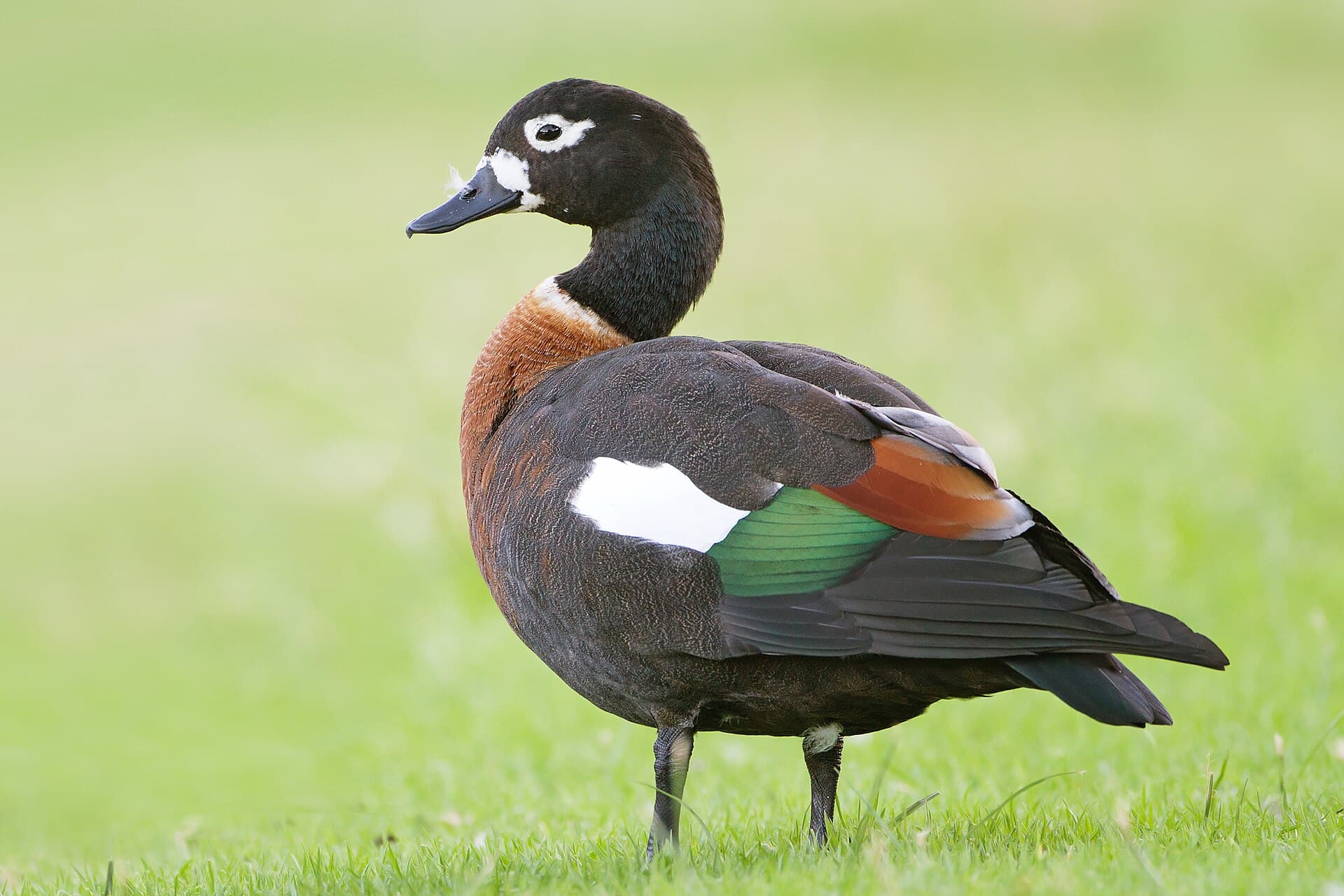 Australische Bergeend (Tadorna tadornoides) - Tadorna tadornoides female 1 - Perth