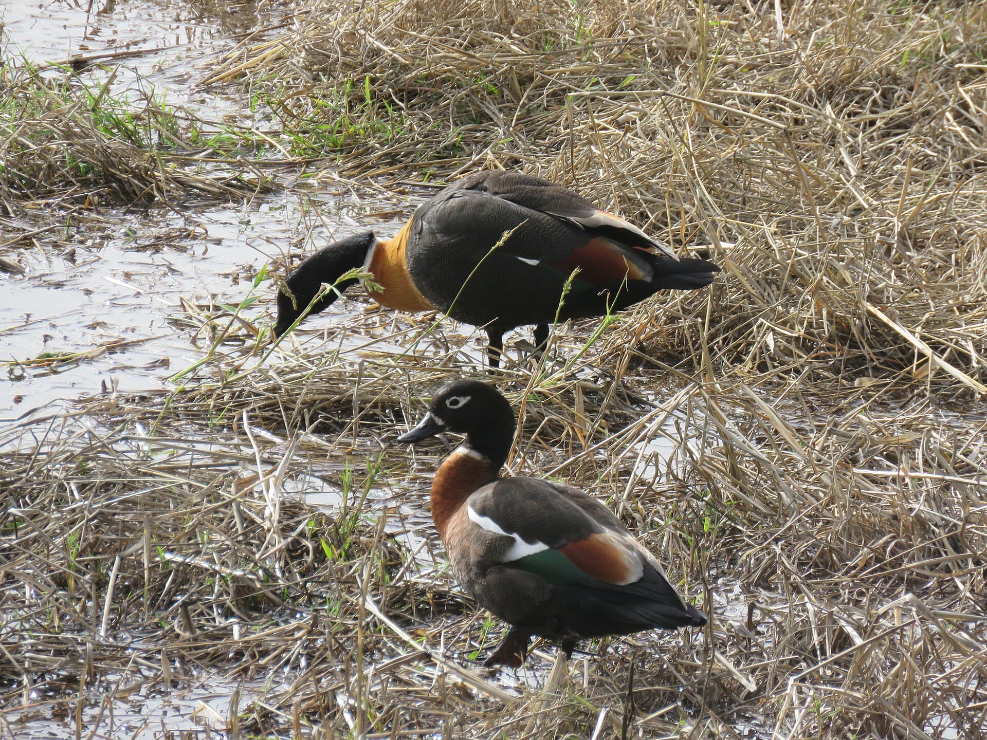 Australische Bergeend (Tadorna tadornoides) - Australian shelduck (Tadorna tadornoides) at North Lake, June 2021 07