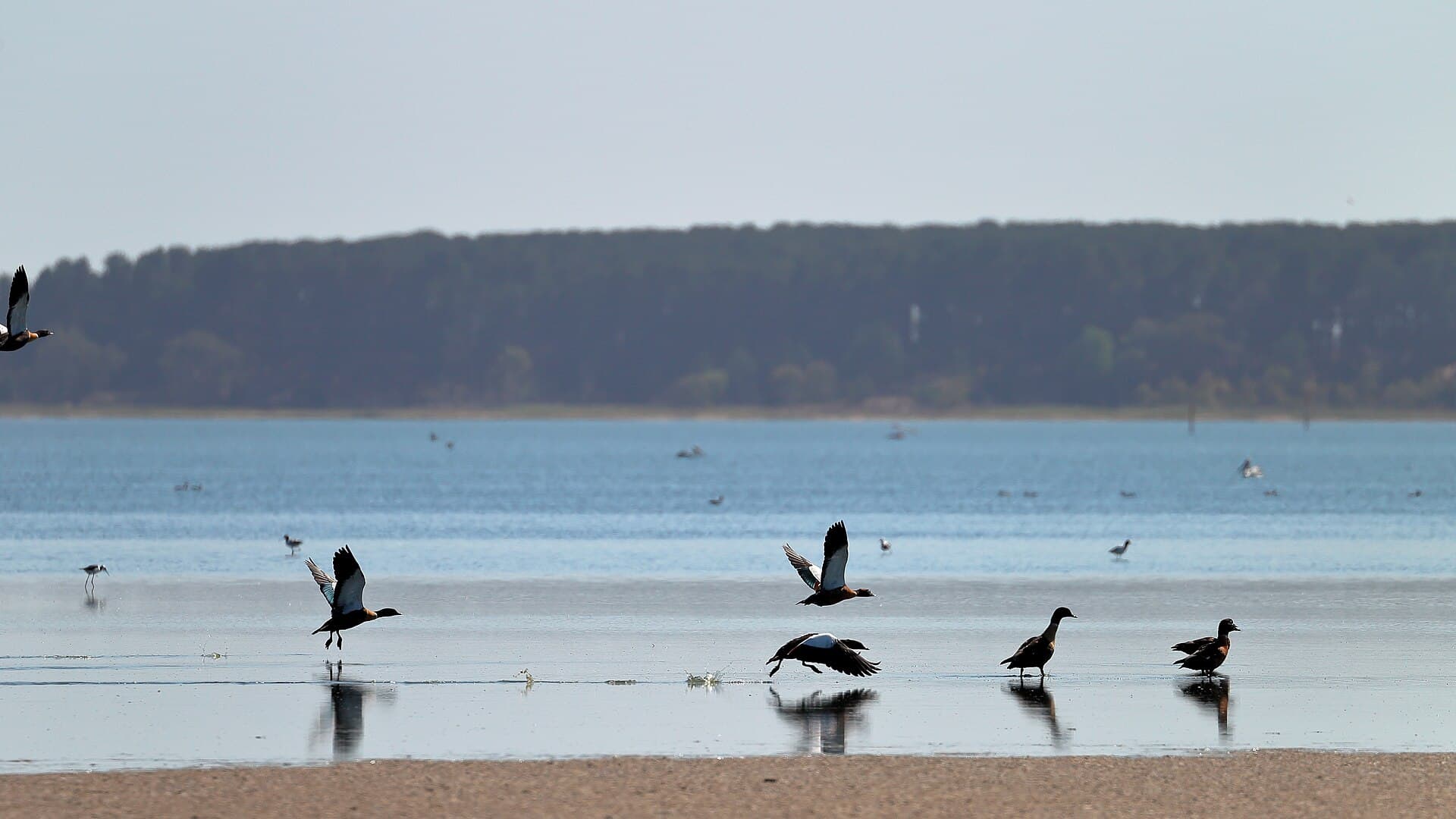 Australische Bergeend (Tadorna tadornoides) - Australian Shelducks (24813304126)
