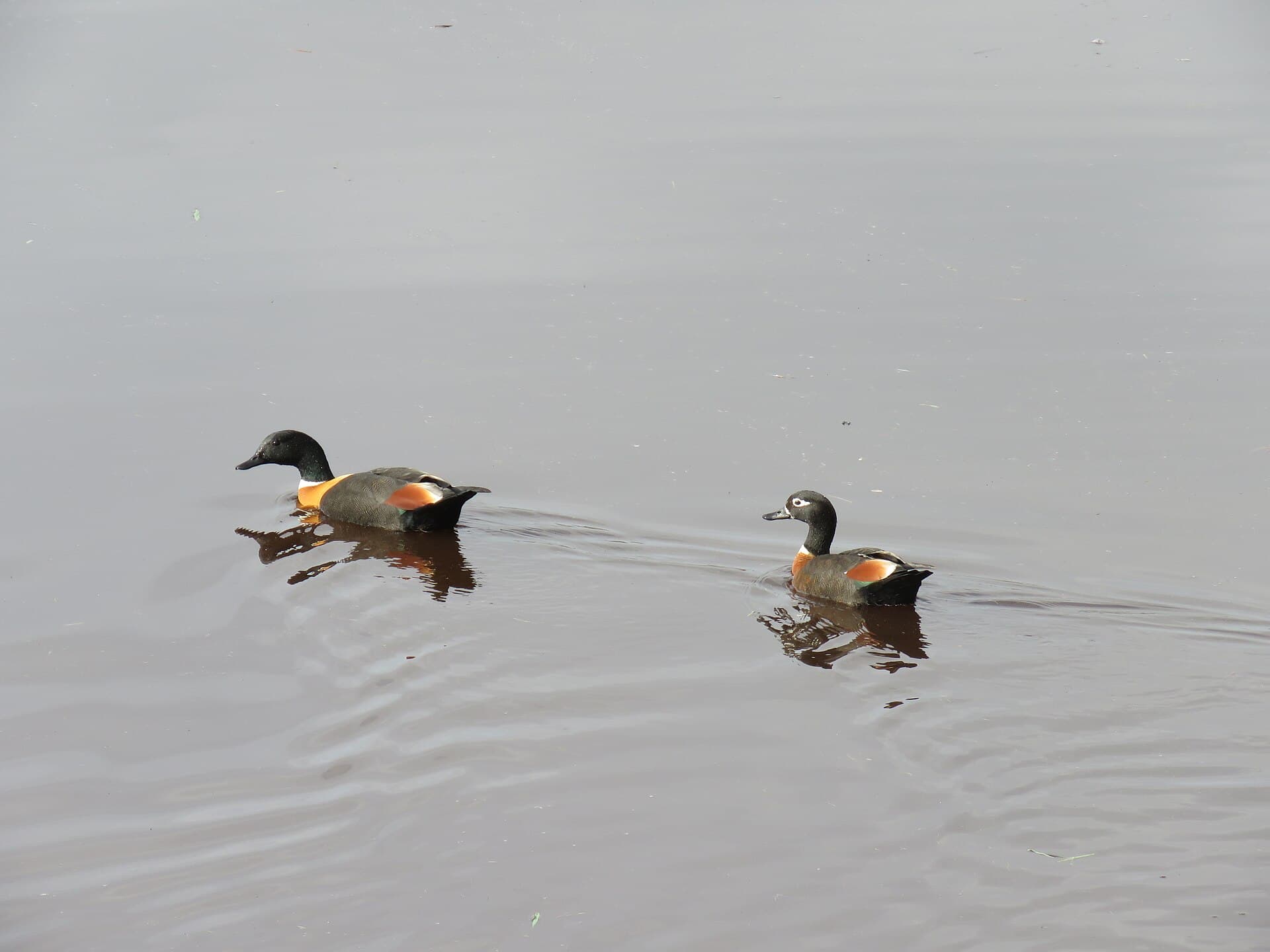 Australische Bergeend (Tadorna tadornoides) - Australian shelduck (Tadorna tadornoides) at North Lake, June 2021 02