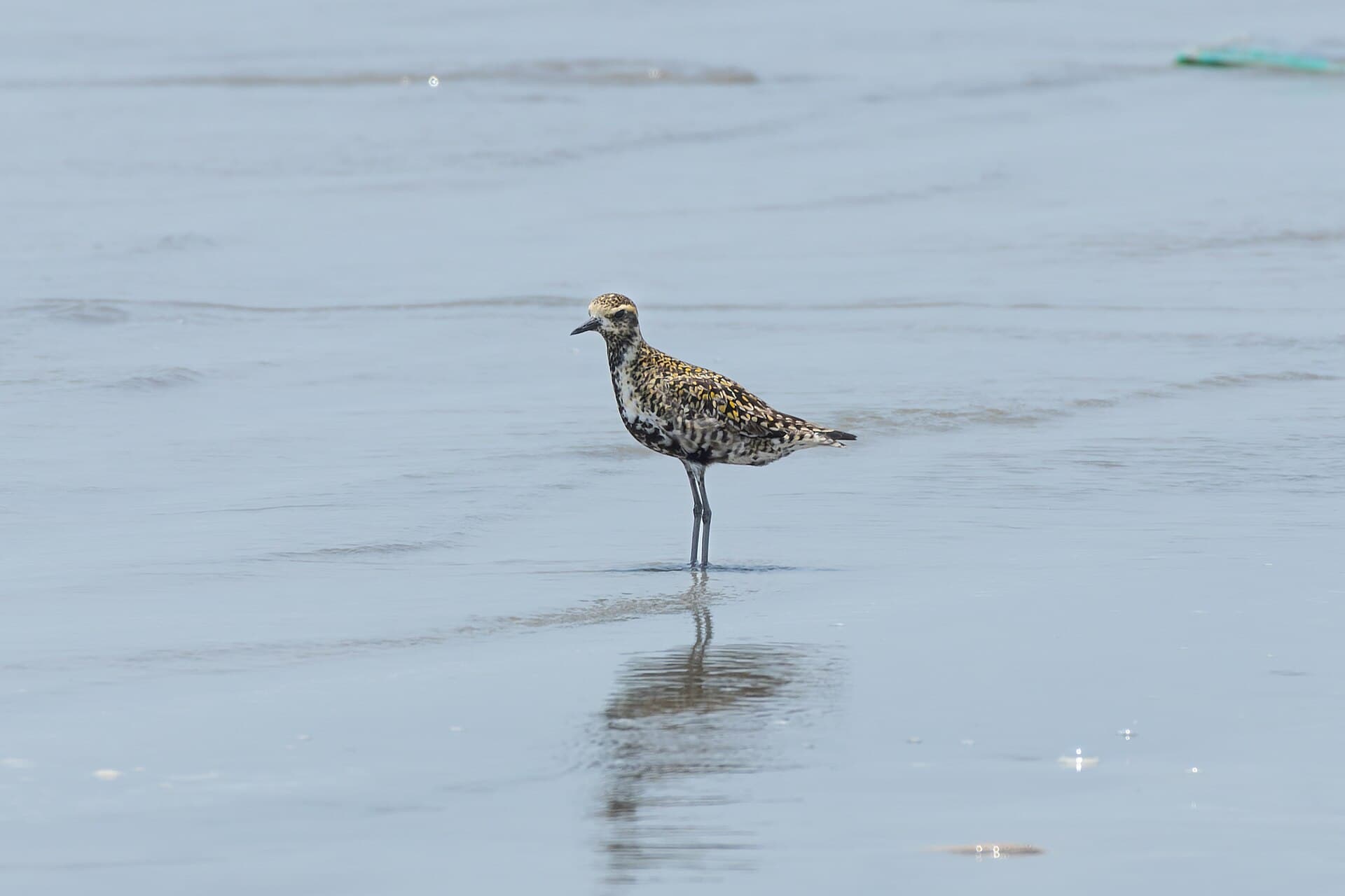 Aziatische goudplevier (Pluvialis fulva) - Pacific Golden-Plover by Tisha Mukherjee 02