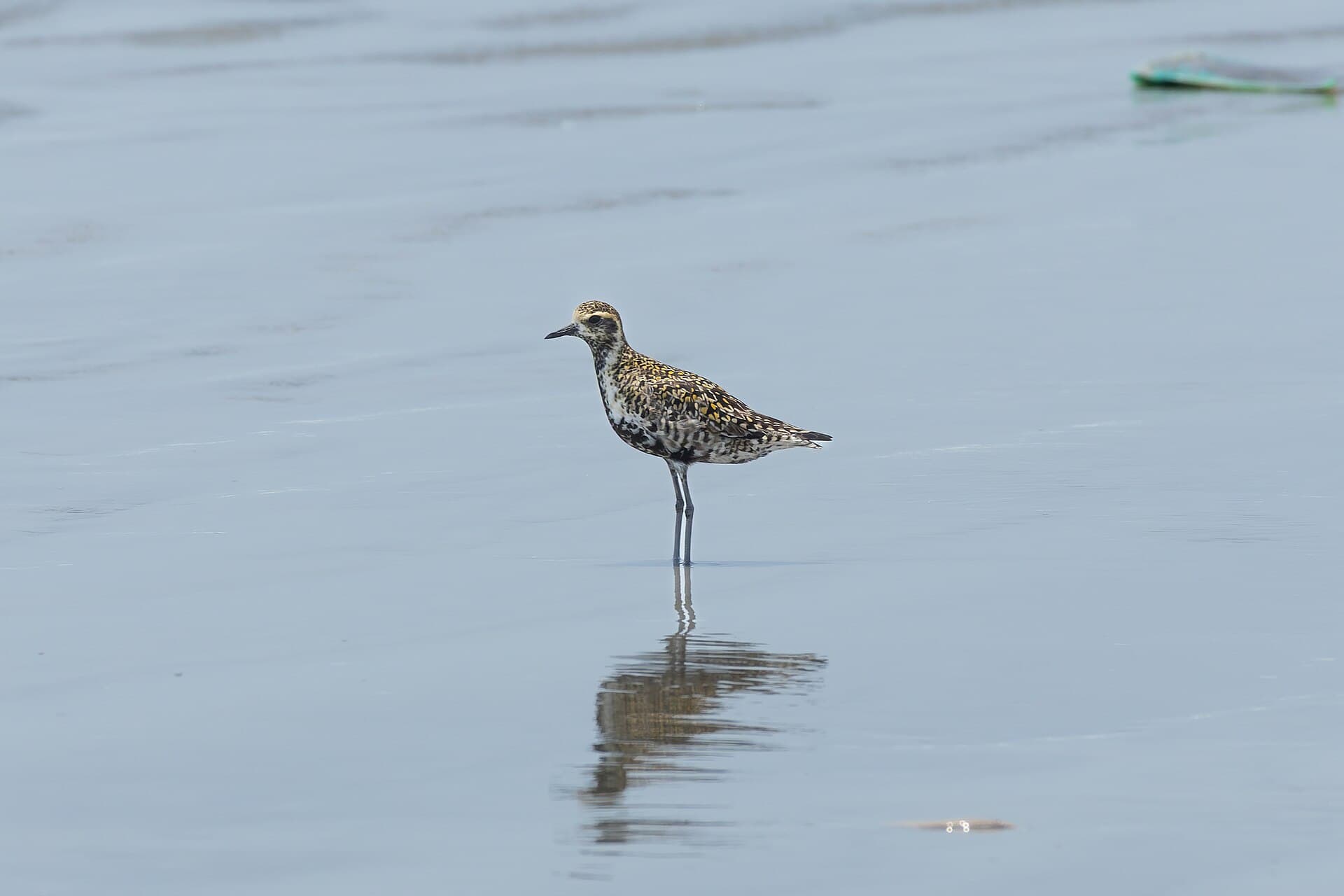 Aziatische goudplevier (Pluvialis fulva) - Pacific Golden-Plover by Tisha Mukherjee 01