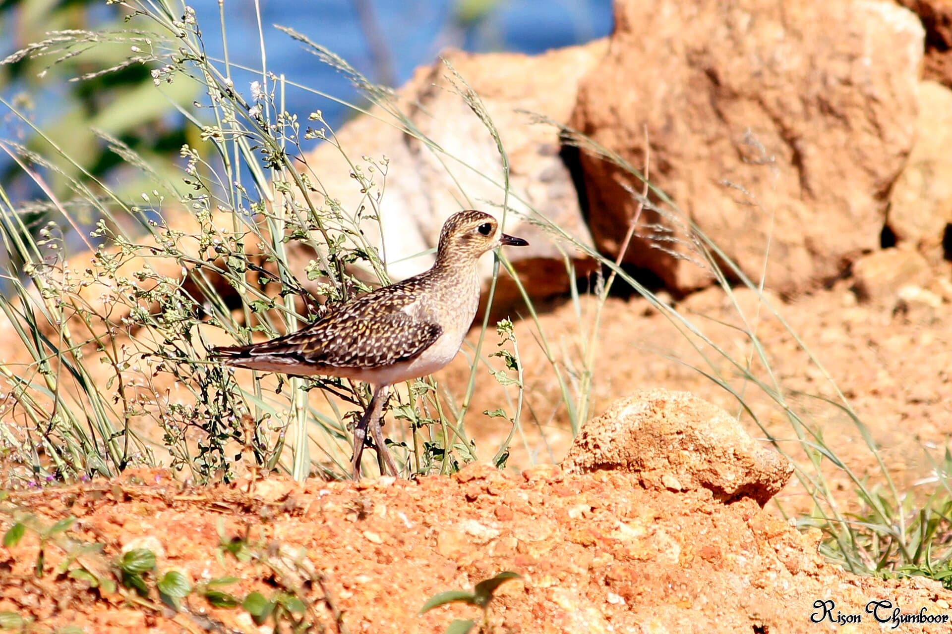 Aziatische goudplevier (Pluvialis fulva) - Pacific golden plover (Pluvialis fulva) (23444429066)