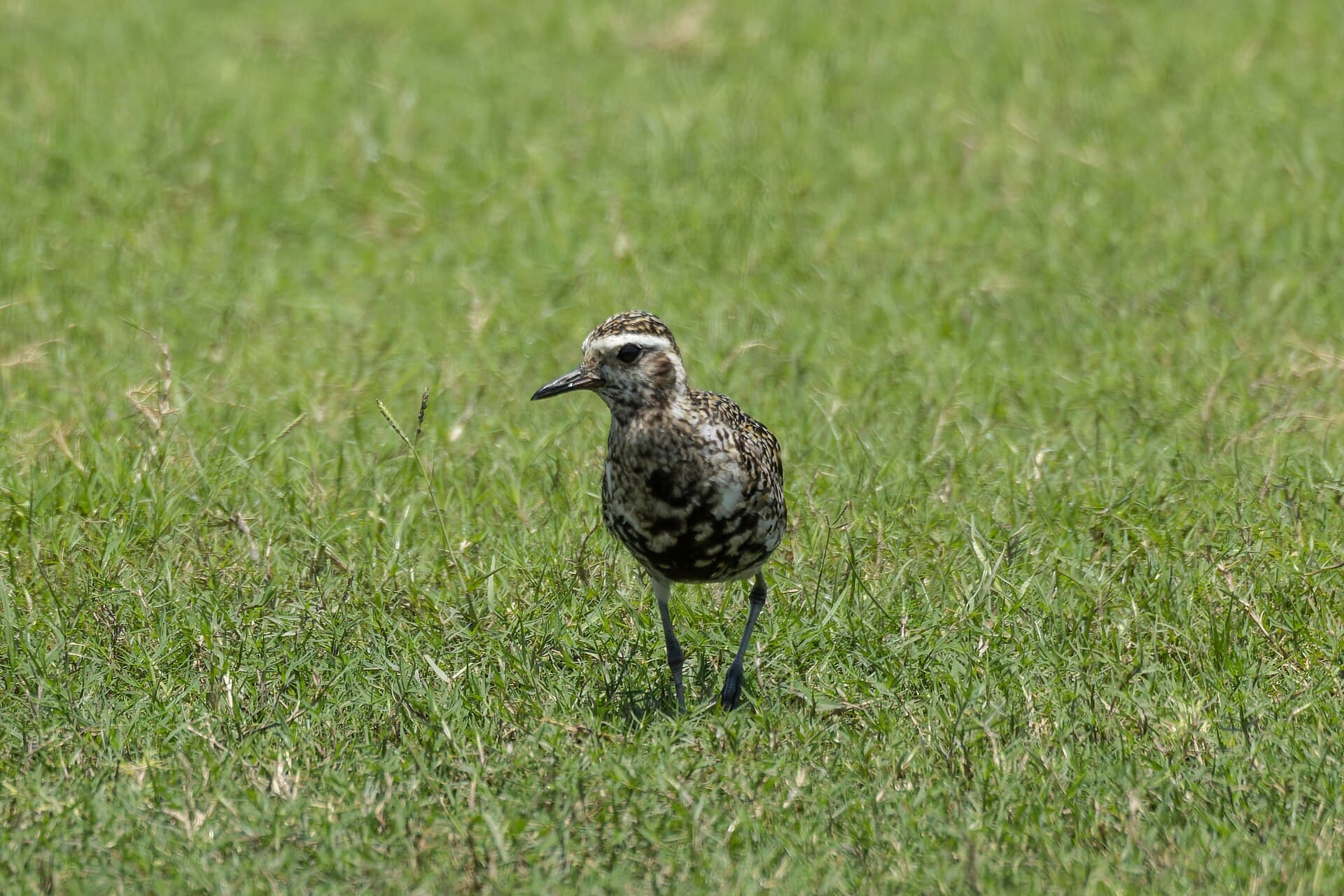 Aziatische goudplevier (Pluvialis fulva) - Pacific Golden-Plover by Tisha Mukherjee 07