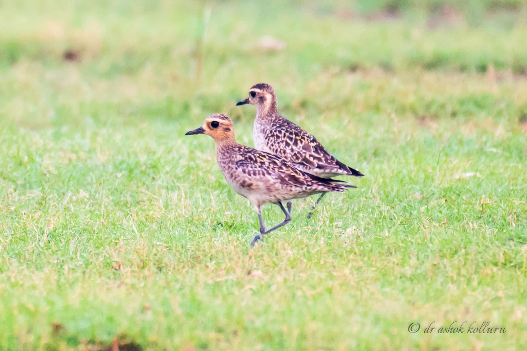 Aziatische goudplevier (Pluvialis fulva) - Pacific Golden Plover at Vizag 03