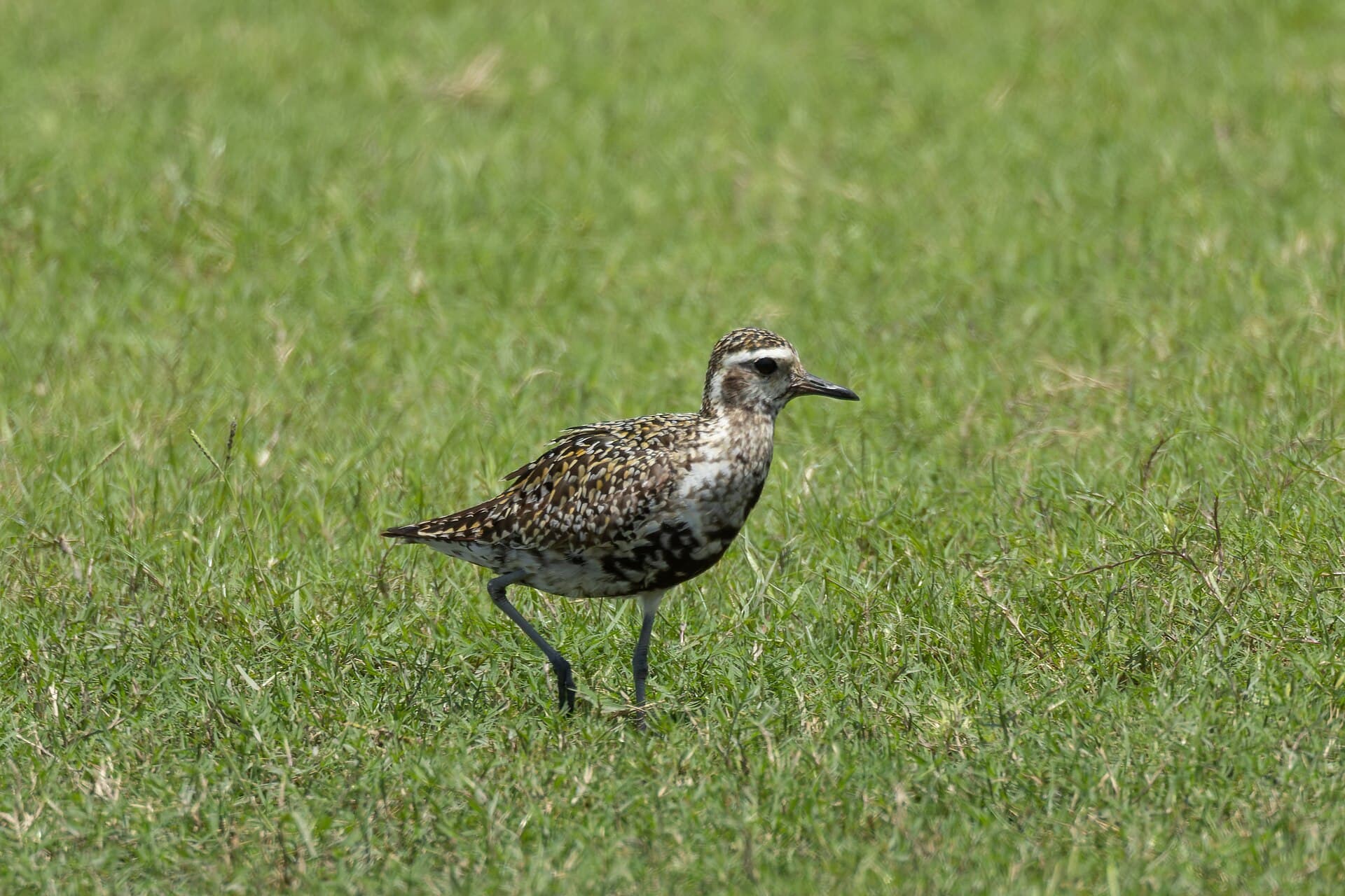 Aziatische goudplevier (Pluvialis fulva) - Pacific Golden-Plover by Tisha Mukherjee 06