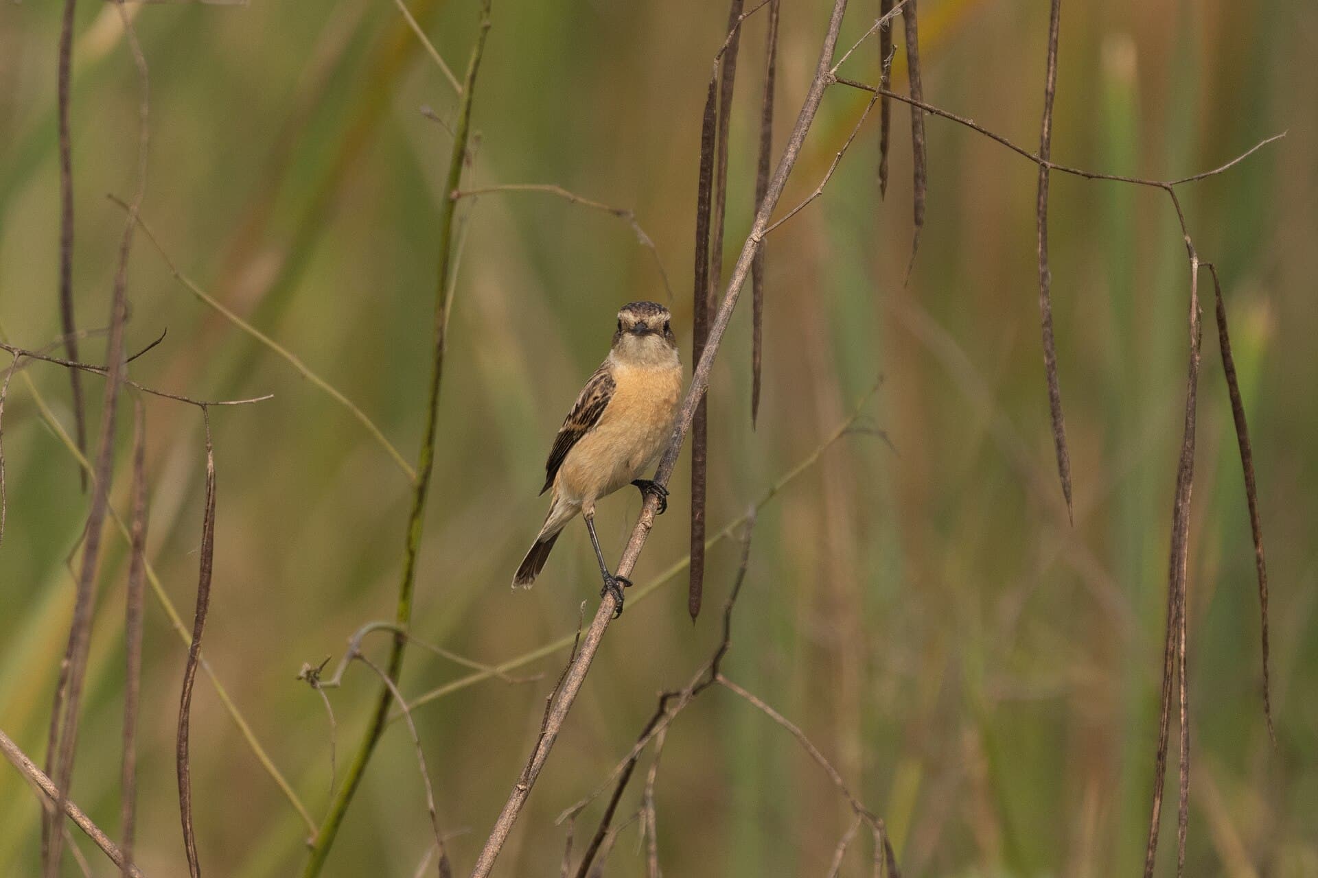 Aziatische Roodborsttapuit (Saxicola maurus) - Siberian Stonechat by Tisha Mukherjee 29