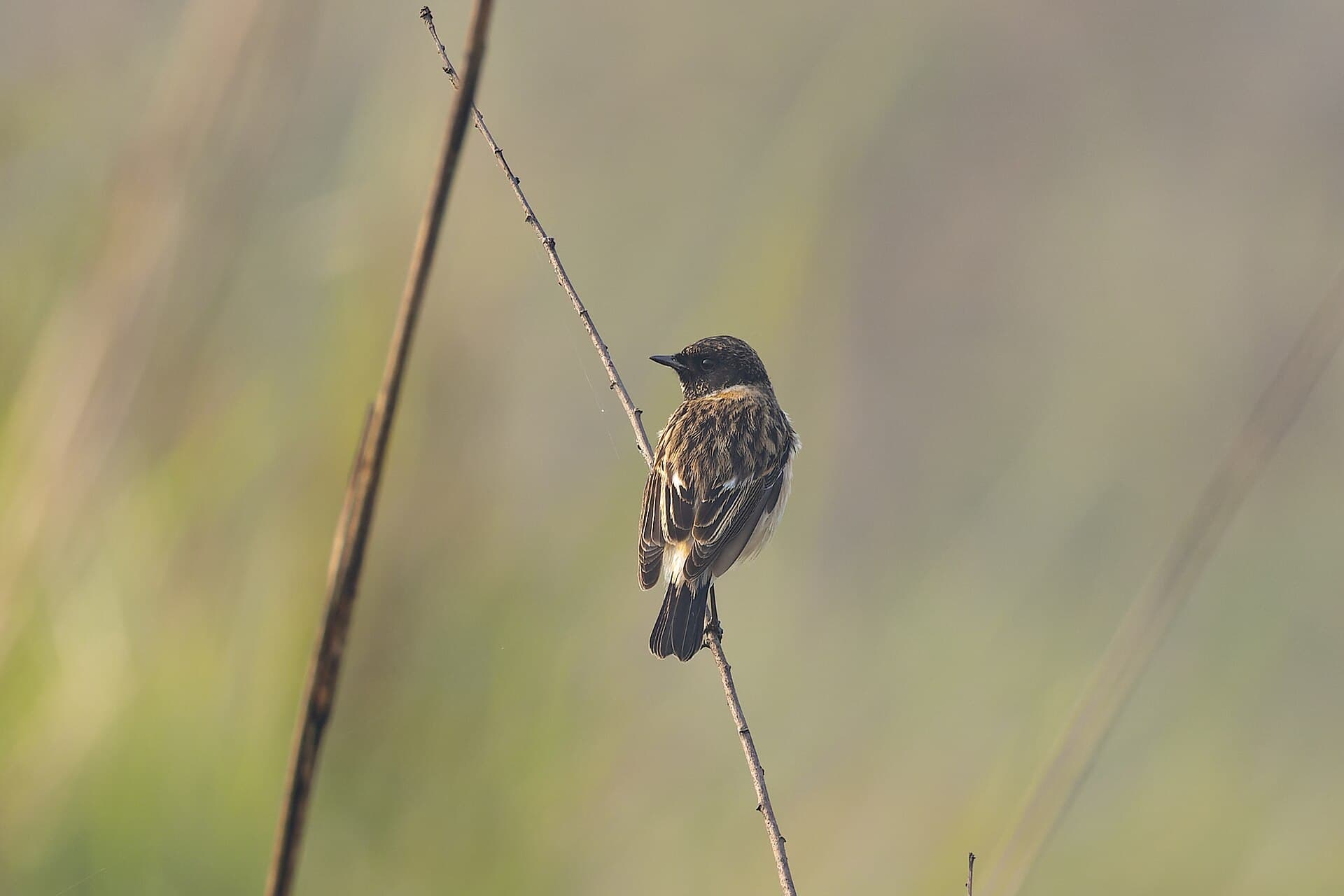 Aziatische Roodborsttapuit (Saxicola maurus) - Siberian Stonechat by Tisha Mukherjee 13