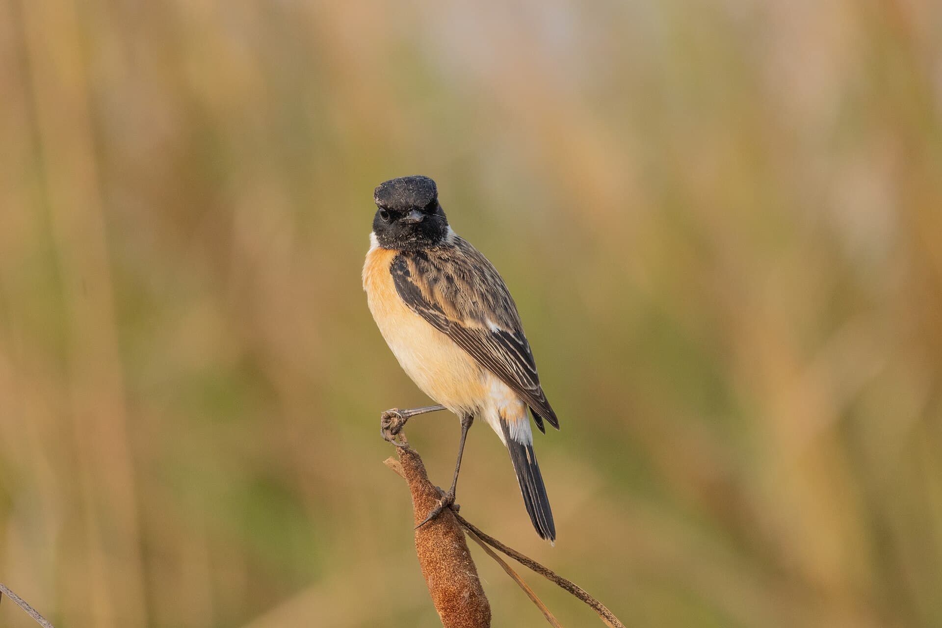 Aziatische Roodborsttapuit (Saxicola maurus) - Siberian Stonechat by Tisha Mukherjee 31