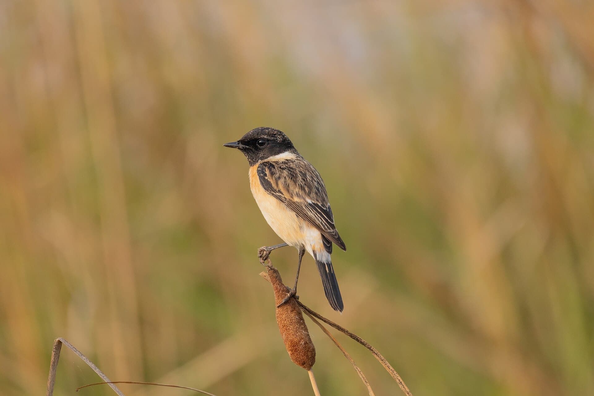 Aziatische Roodborsttapuit (Saxicola maurus) - Siberian Stonechat by Tisha Mukherjee 30