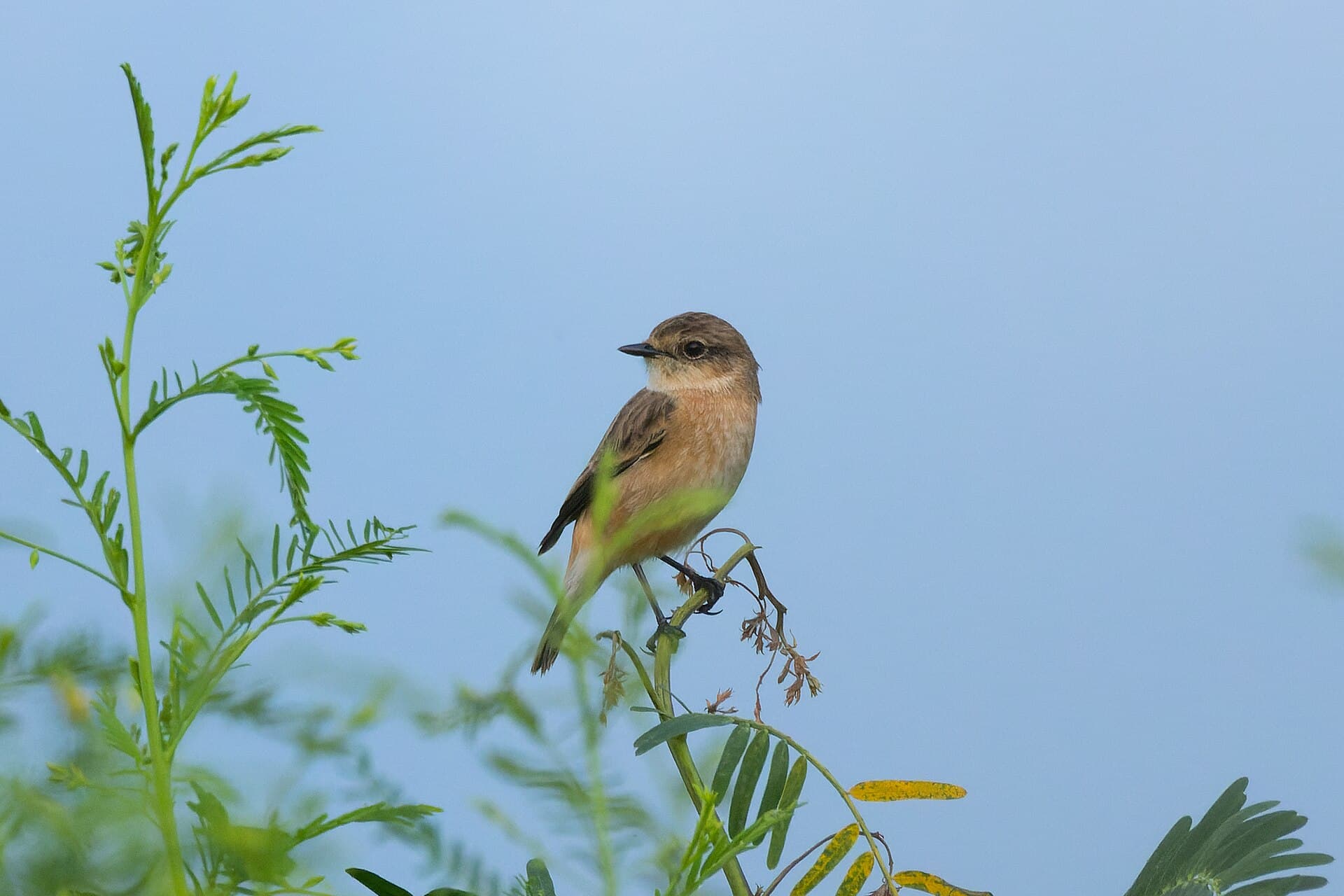 Aziatische Roodborsttapuit (Saxicola maurus) - Siberian stonechat by Tisha Mukherjee 16