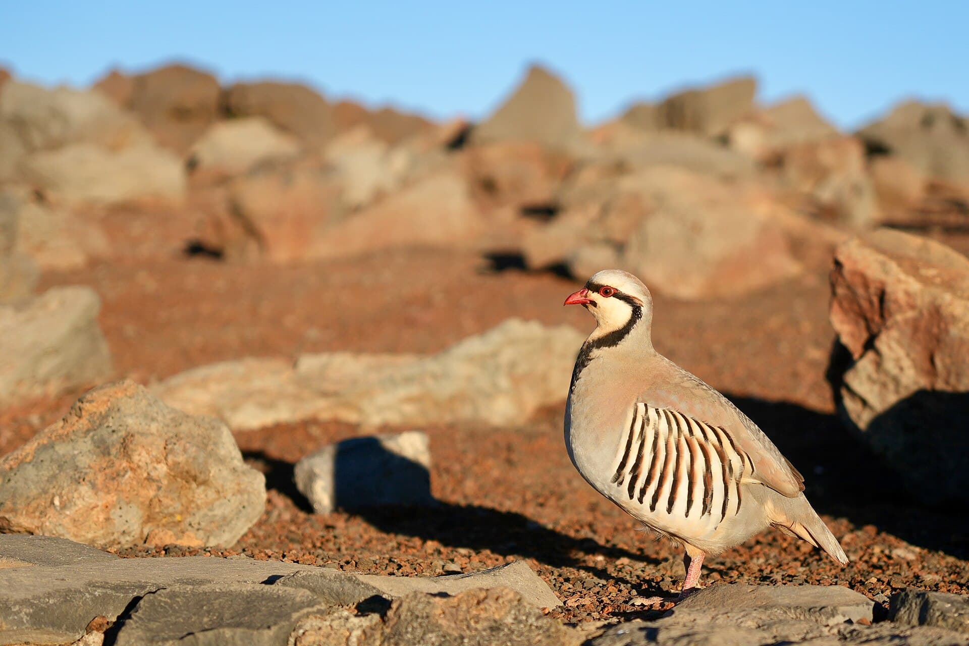 Aziatische Steenpatrijs (Alectoris chukar) - Chukar partridge near Haleakala summit Maui