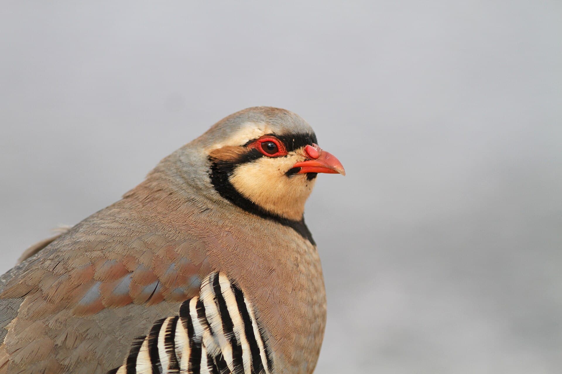Aziatische Steenpatrijs (Alectoris chukar) - Aziatische steenpatrijs - Chukar - Alectoris chukar 05