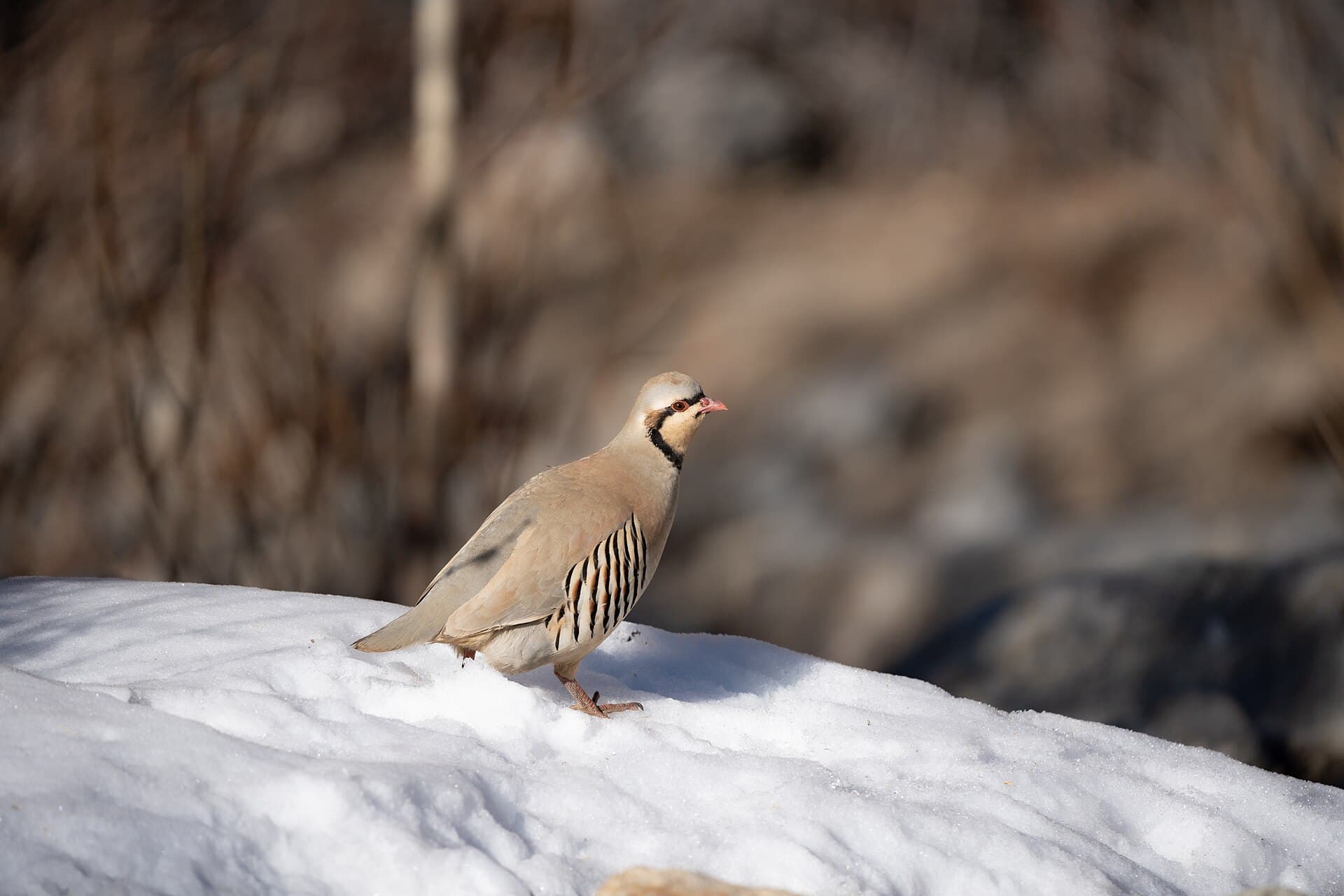 Aziatische Steenpatrijs (Alectoris chukar) - 2023 Feb Ladakh Chukar