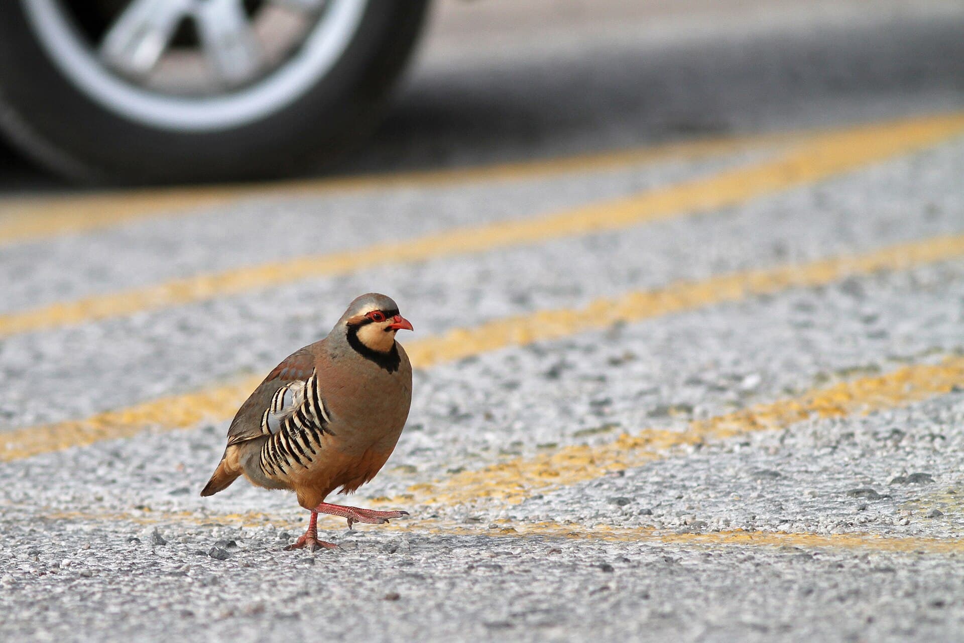 Aziatische Steenpatrijs (Alectoris chukar) - Aziatische steenpatrijs - Chukar - Alectoris chukar 02
