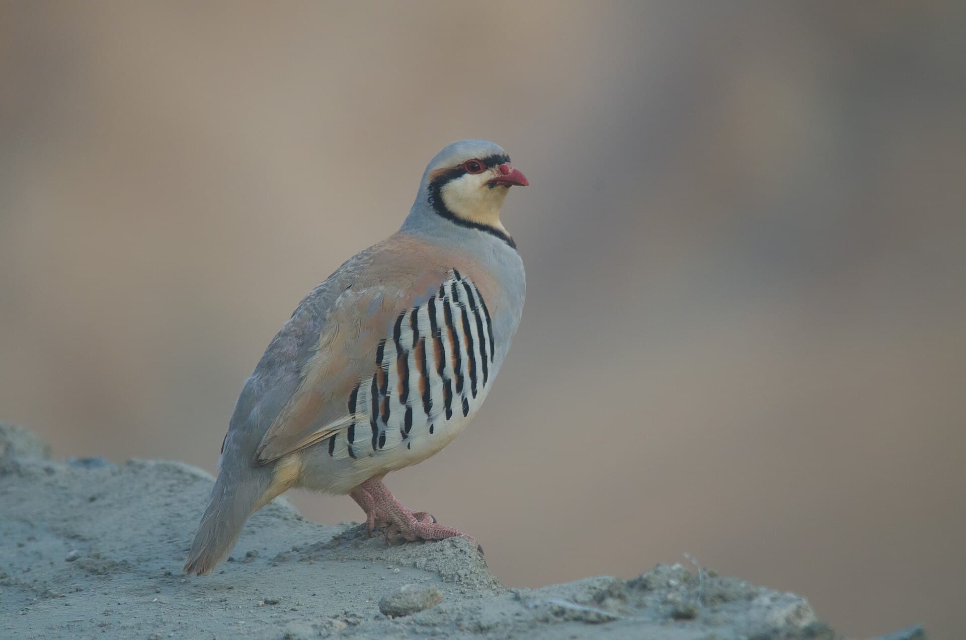 Aziatische Steenpatrijs (Alectoris chukar) - Chukar Partridge from Ladakh