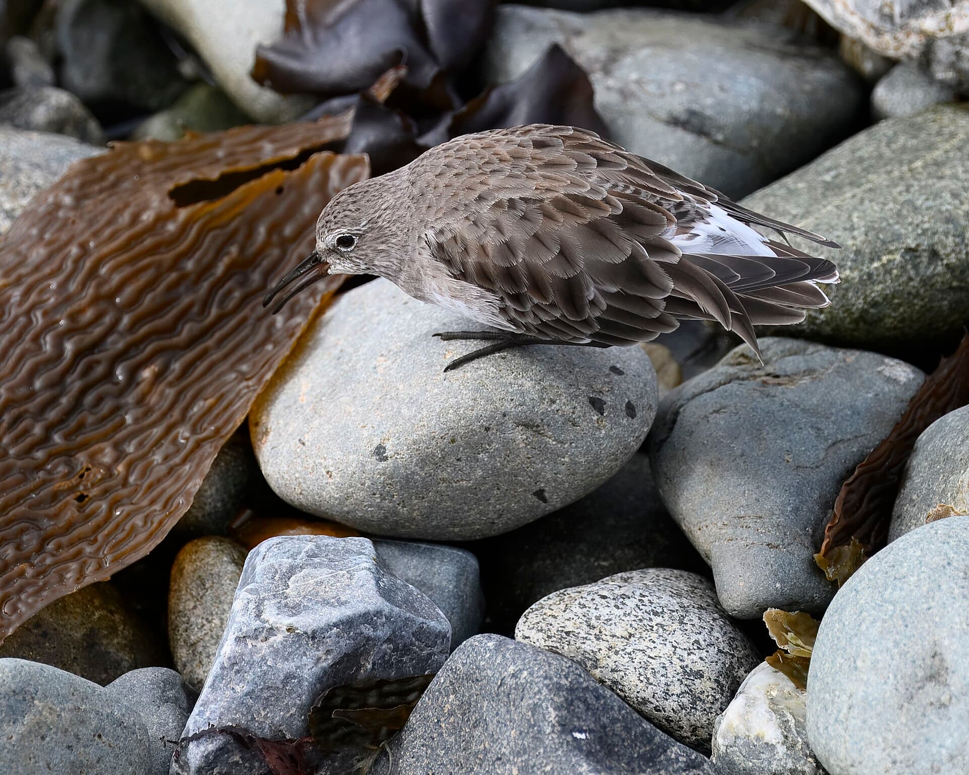 Bonapartes strandloper (Calidris fuscicollis) - White-rumped sandpiper magdalena island boat trip 1.19.25 DSC 2807-topaz-rawdenoise
