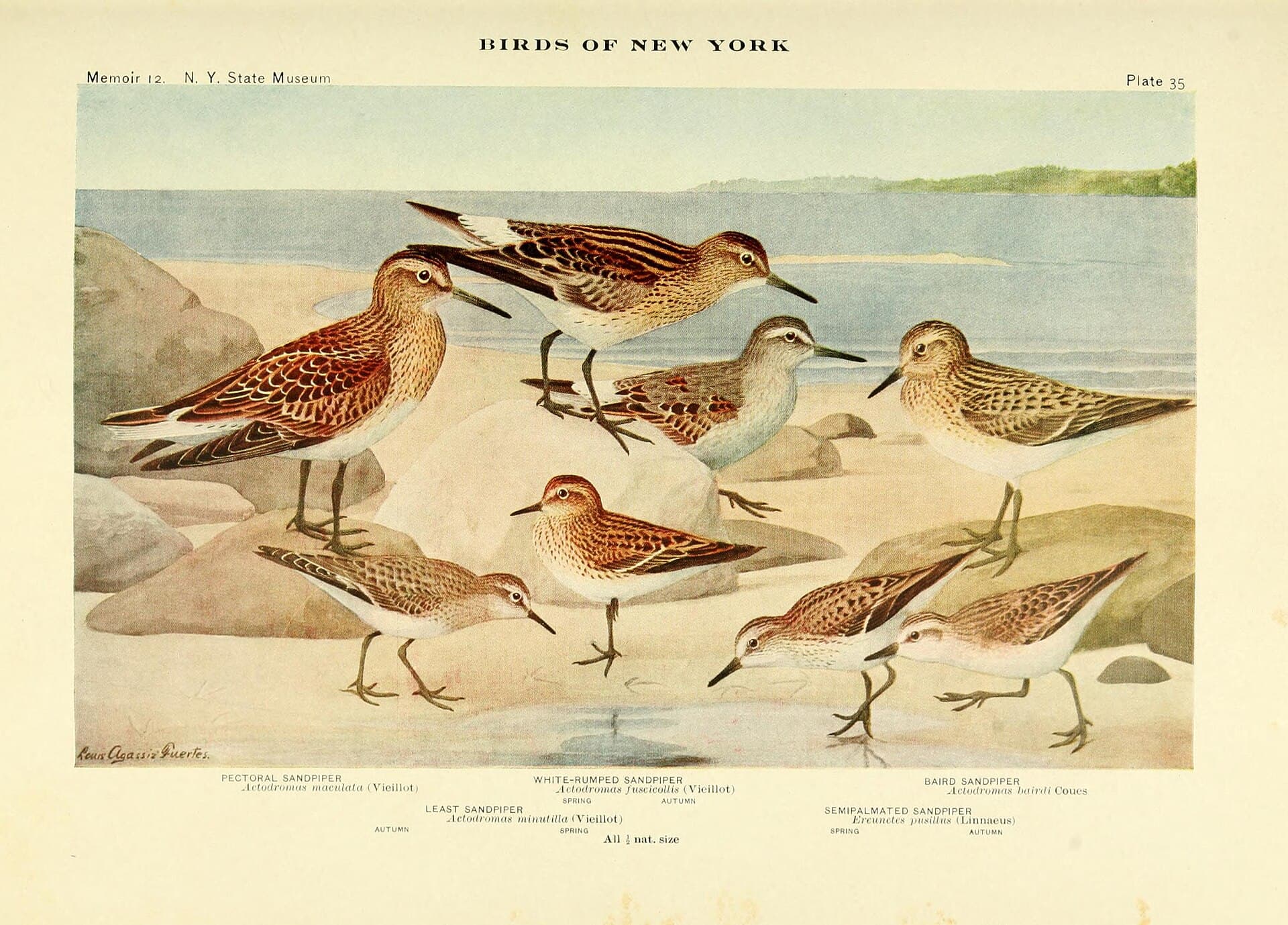Bonapartes strandloper (Calidris fuscicollis) - Birds of New York (Plate 35) BHL14746759