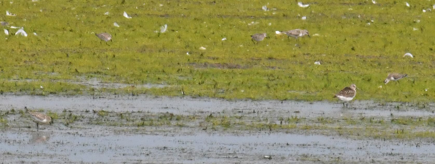 Bonapartes strandloper (Calidris fuscicollis) - White rumped sandpiper?Hart Miller Island 9.16.21 DSC 2119