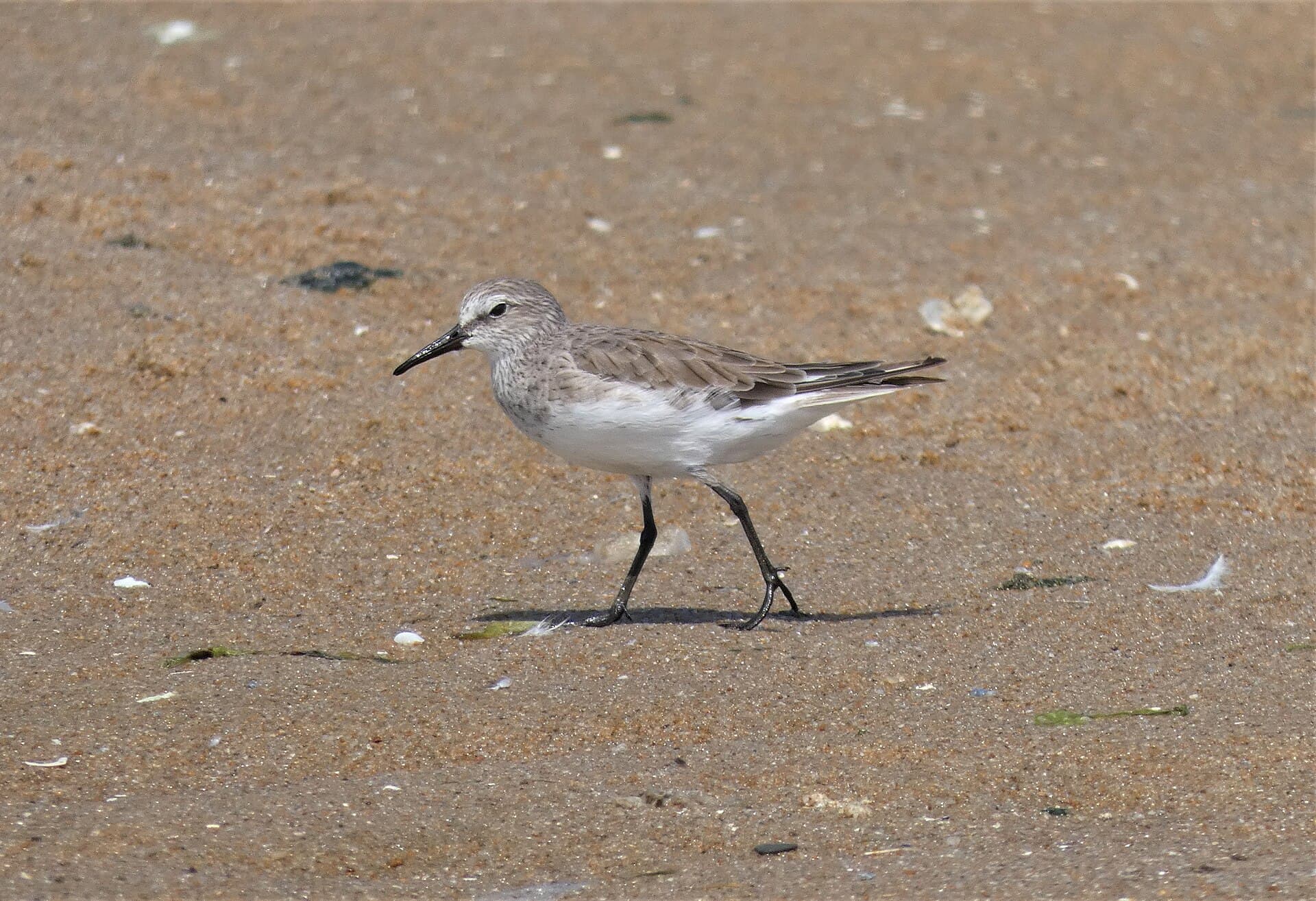 Bonapartes strandloper (Calidris fuscicollis) - Playerito rabadilla blanca (Calidris fuscicollis), Uruguay, 2020