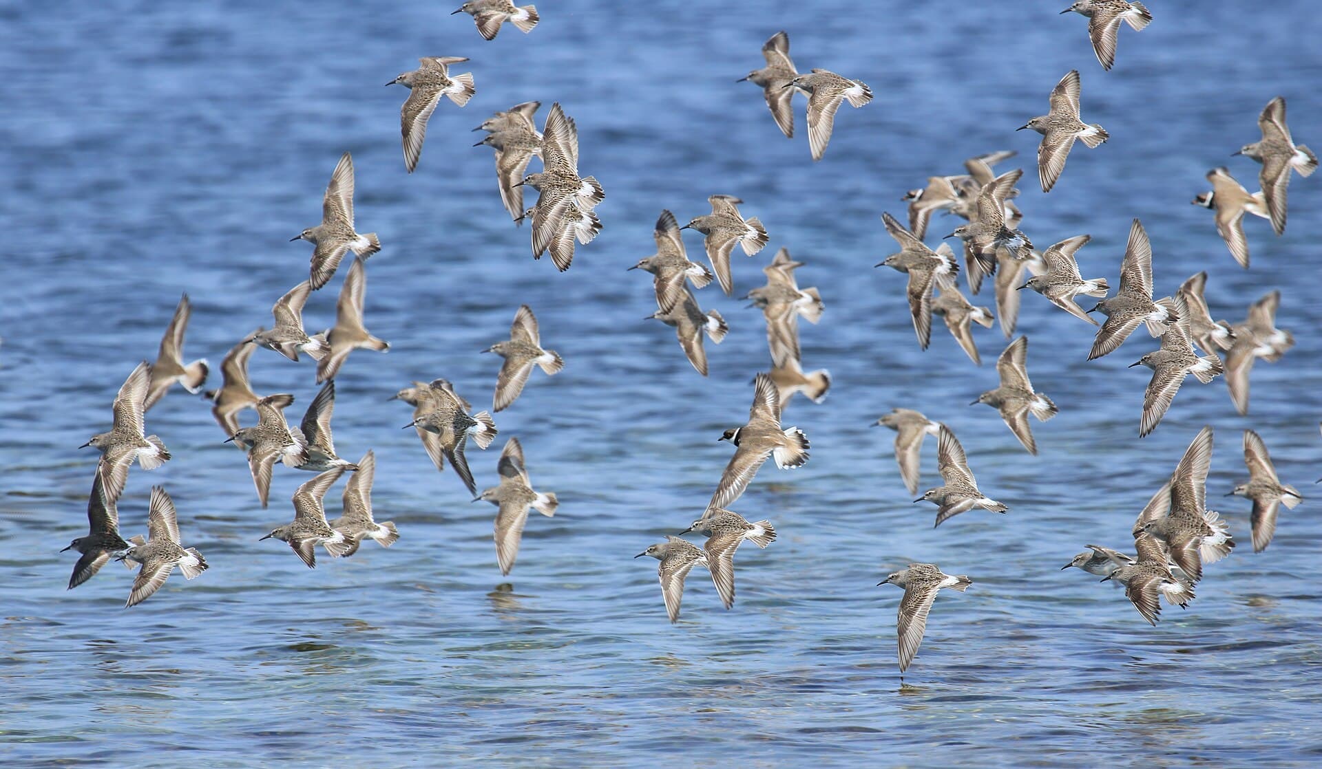 Bonapartes strandloper (Calidris fuscicollis) - Semipalmated plovers Charadrius semipalmatus, white-rumped sandpiper Calidris fuscicollis