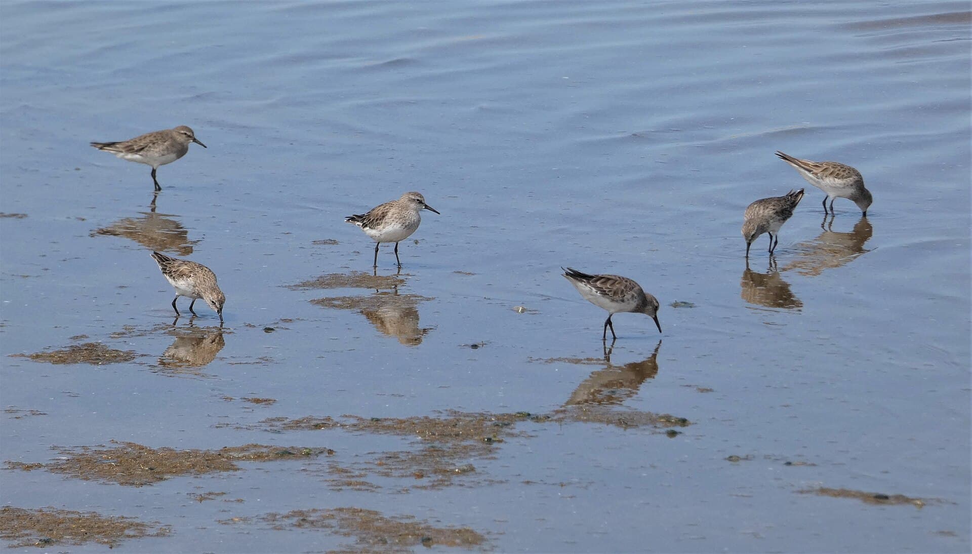 Bonapartes strandloper (Calidris fuscicollis) - Playeritos rabadilla blanca (Calidris fuscicollis), Uruguay, 2020