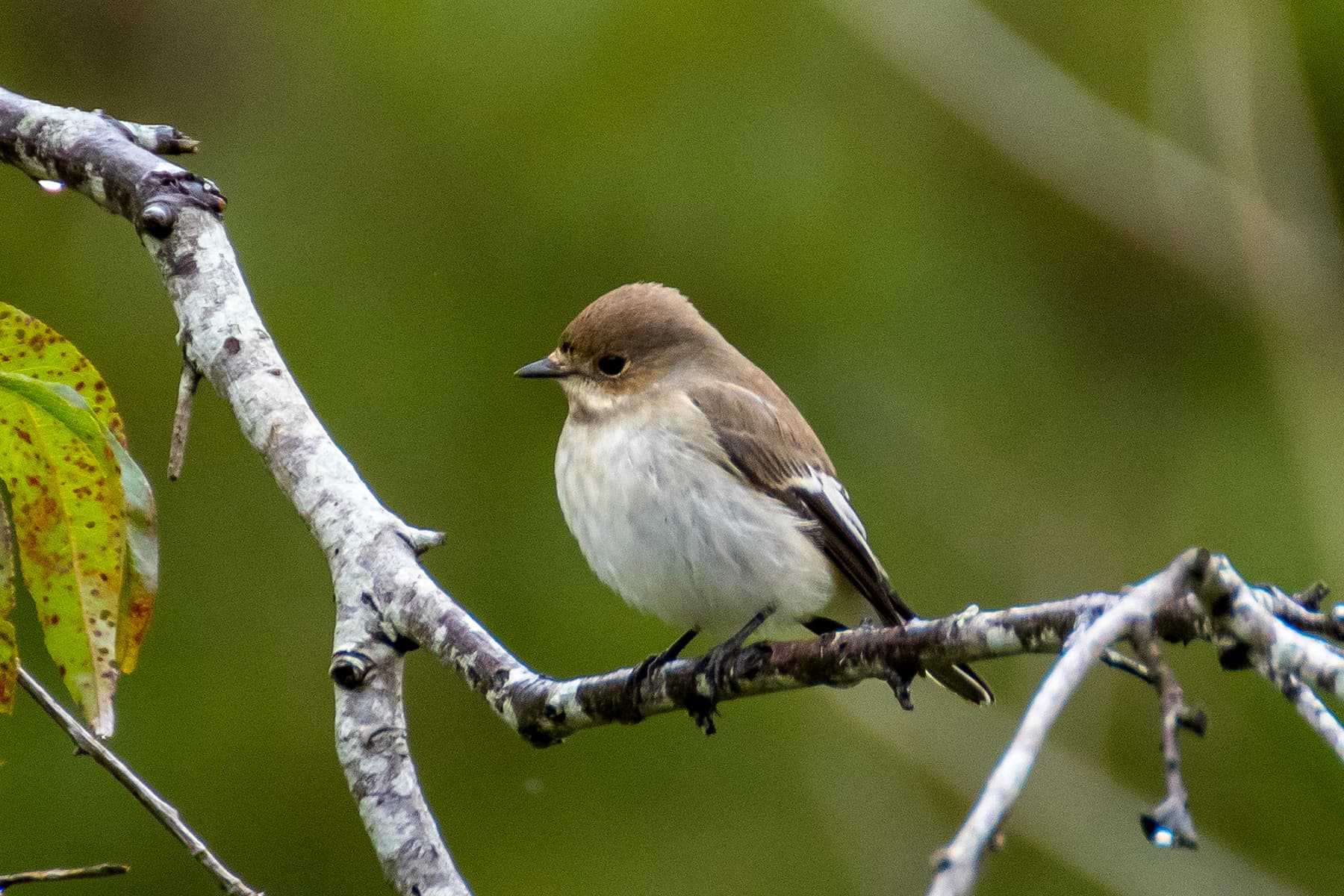 Bonte Vliegenvanger (Ficedula hypoleuca) - Papamoscas negro
