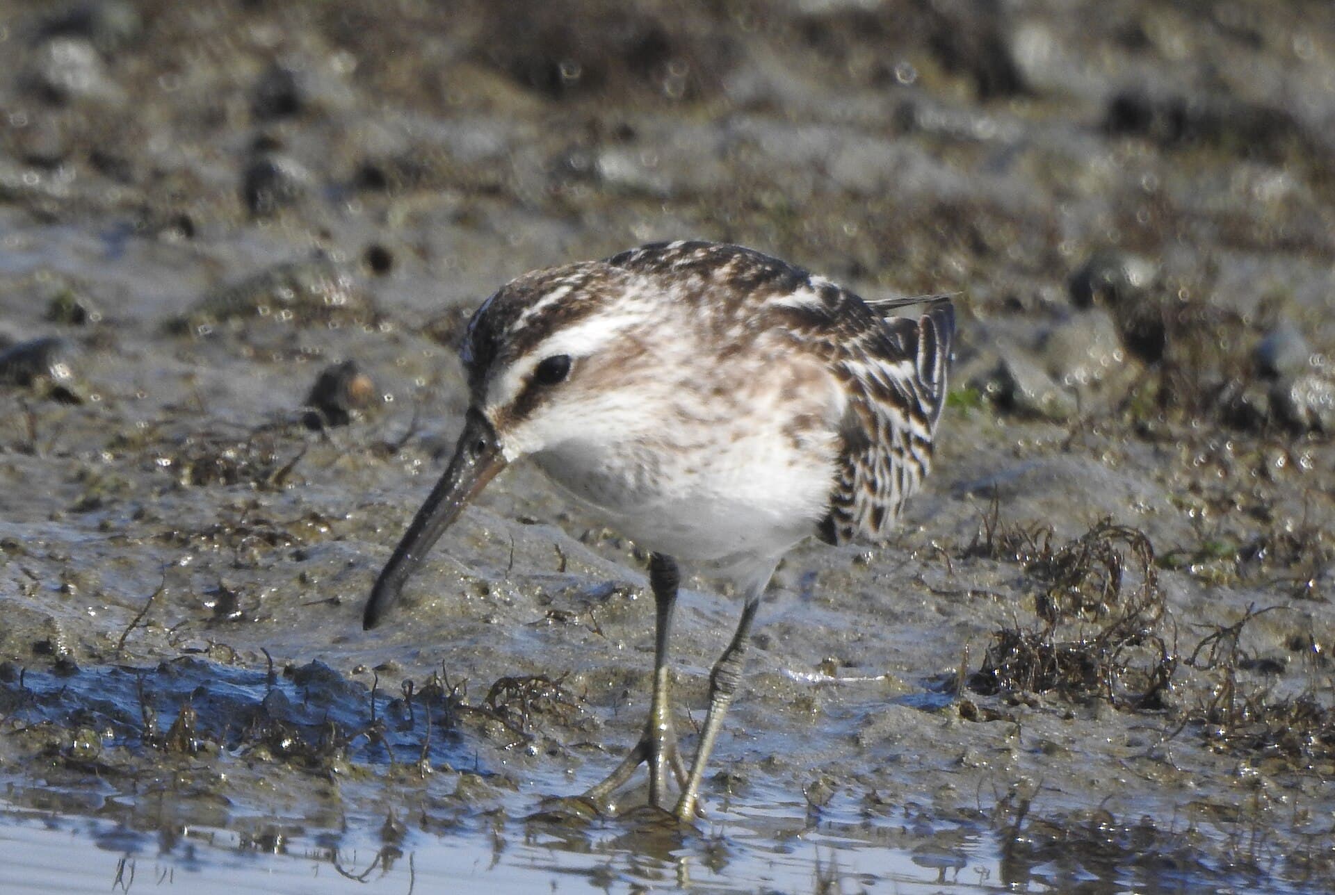 Breedbekstrandloper (Calidris falcinellus) - Broad-biil sandpiper 2