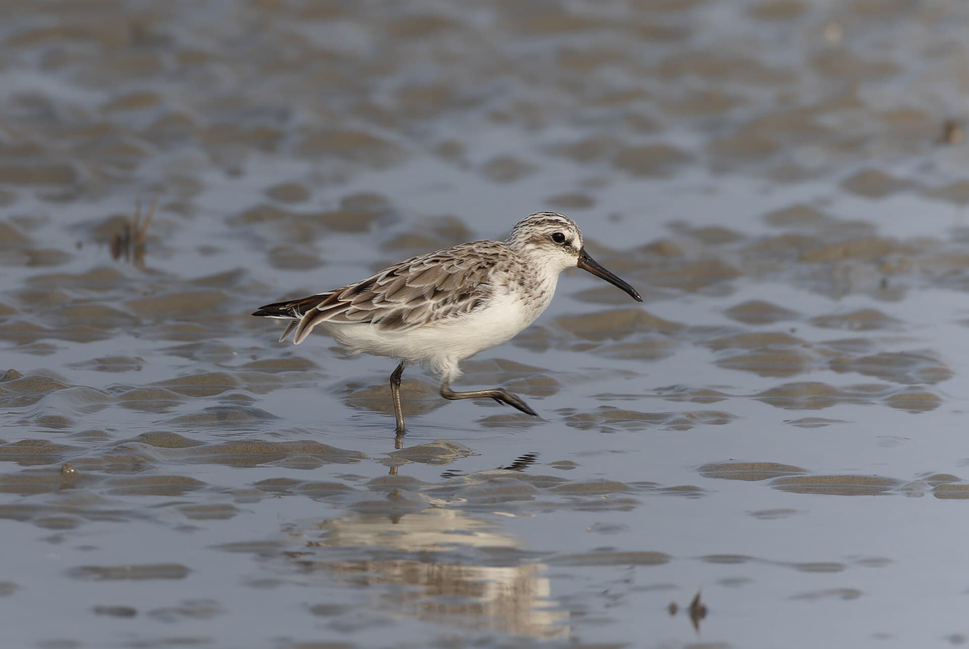 Breedbekstrandloper (Calidris falcinellus) - Broad-billed Sandpiper in Bakkhali April 2026 by Tisha Mukherjee 03