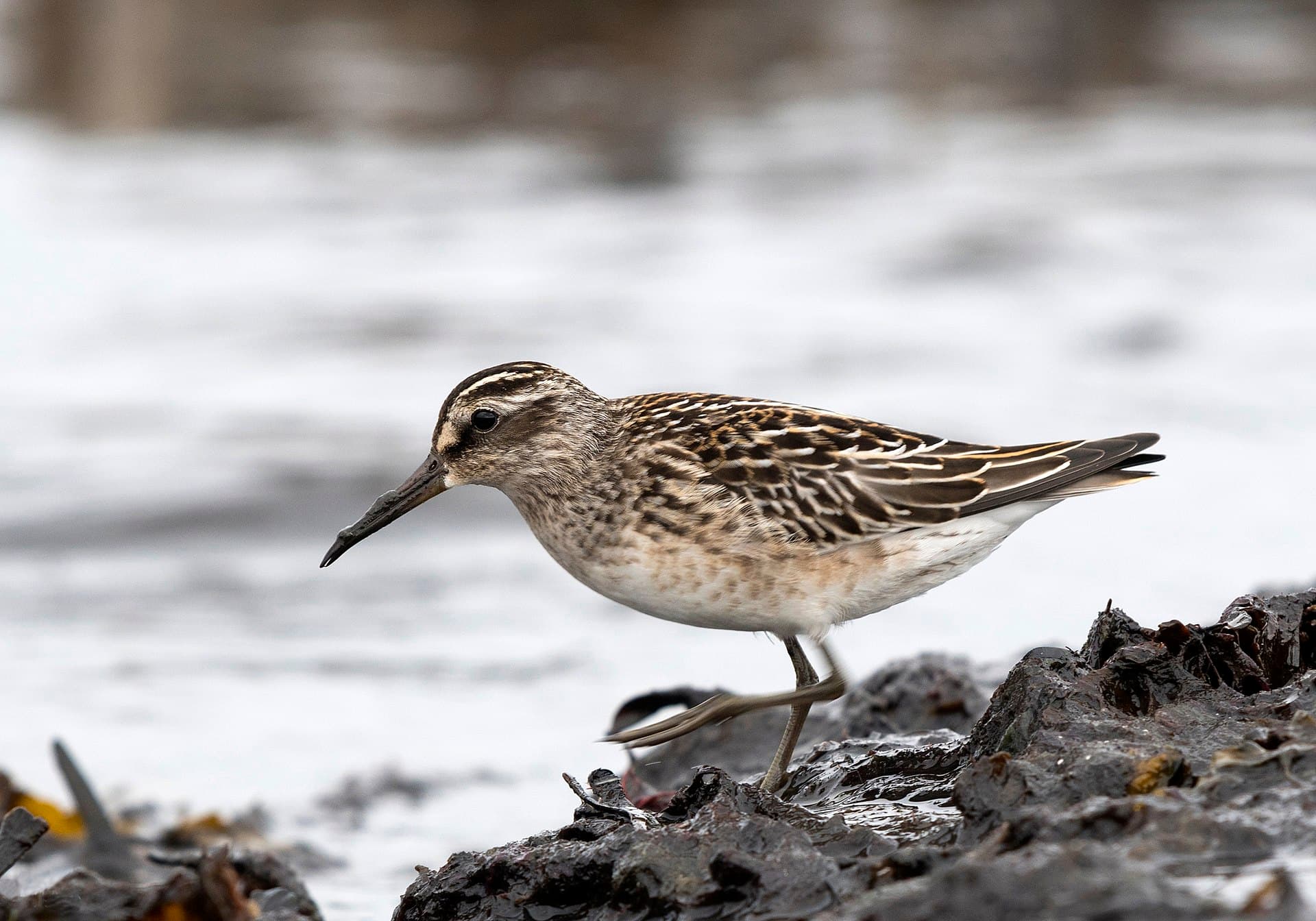 Breedbekstrandloper (Calidris falcinellus) - Myrsnäppa, Ottenby, Öland, September 2017 (38594025261)