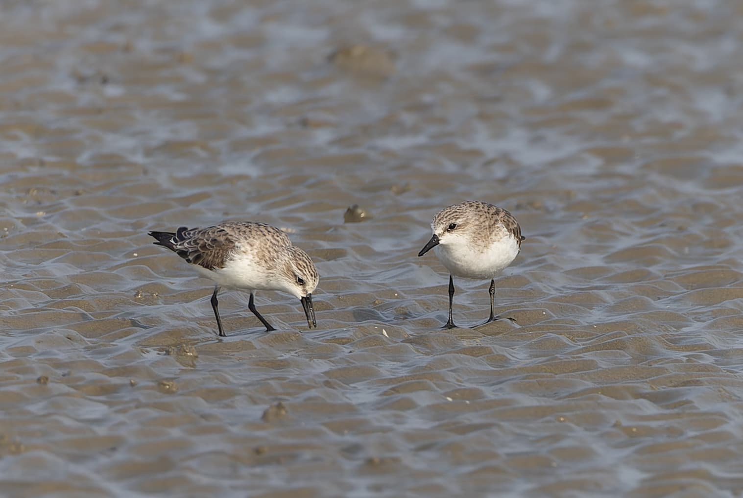 Breedbekstrandloper (Calidris falcinellus) - Broad-billed Sandpiper in Bakkhali April 2026 by Tisha Mukherjee 01
