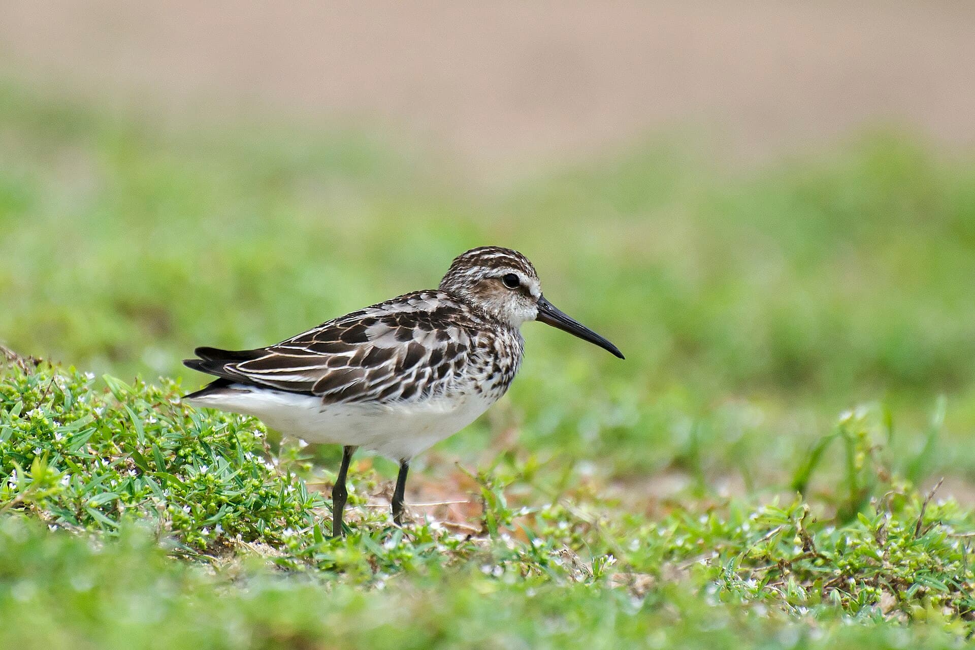 Breedbekstrandloper (Calidris falcinellus) - Broad billed sandpiper by Sreedev Puthur