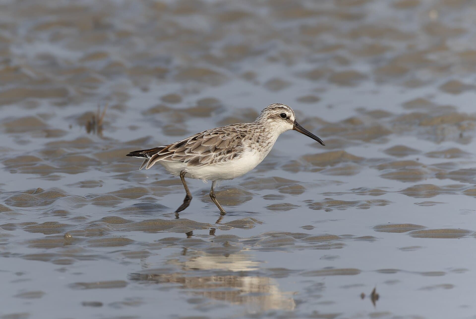Breedbekstrandloper (Calidris falcinellus) - Broad-billed Sandpiper in Bakkhali April 2026 by Tisha Mukherjee 02