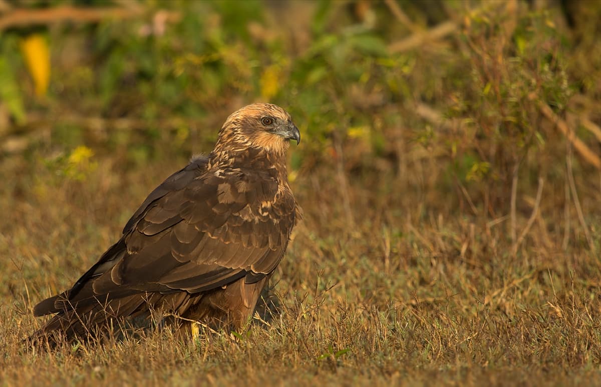 Bruine Kiekendief (Circus aeruginosus) - Marsh Harrier Female - Wikimedia