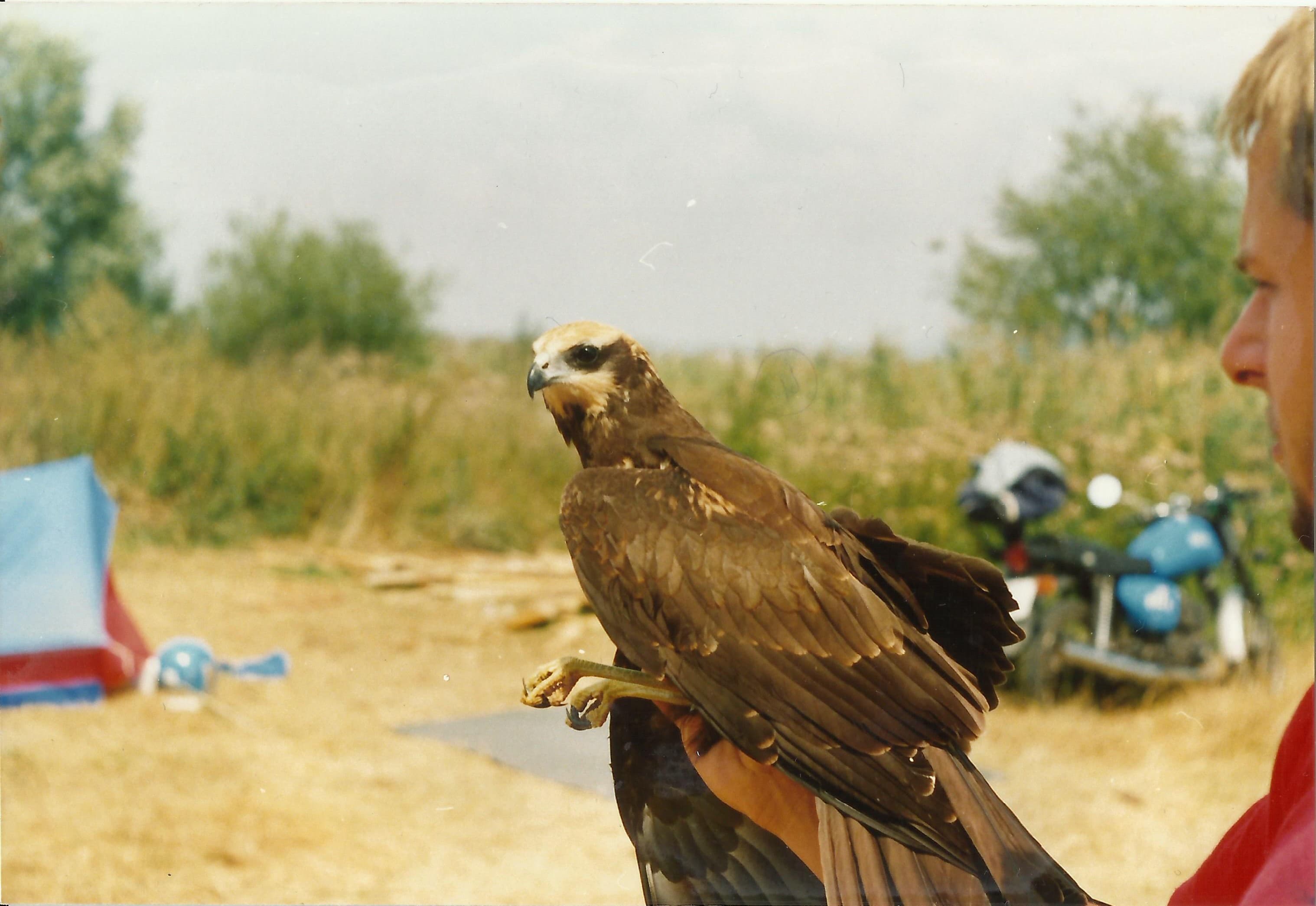 Bruine Kiekendief (Circus aeruginosus) - Fenékpuszta 010 barna rétihéja
