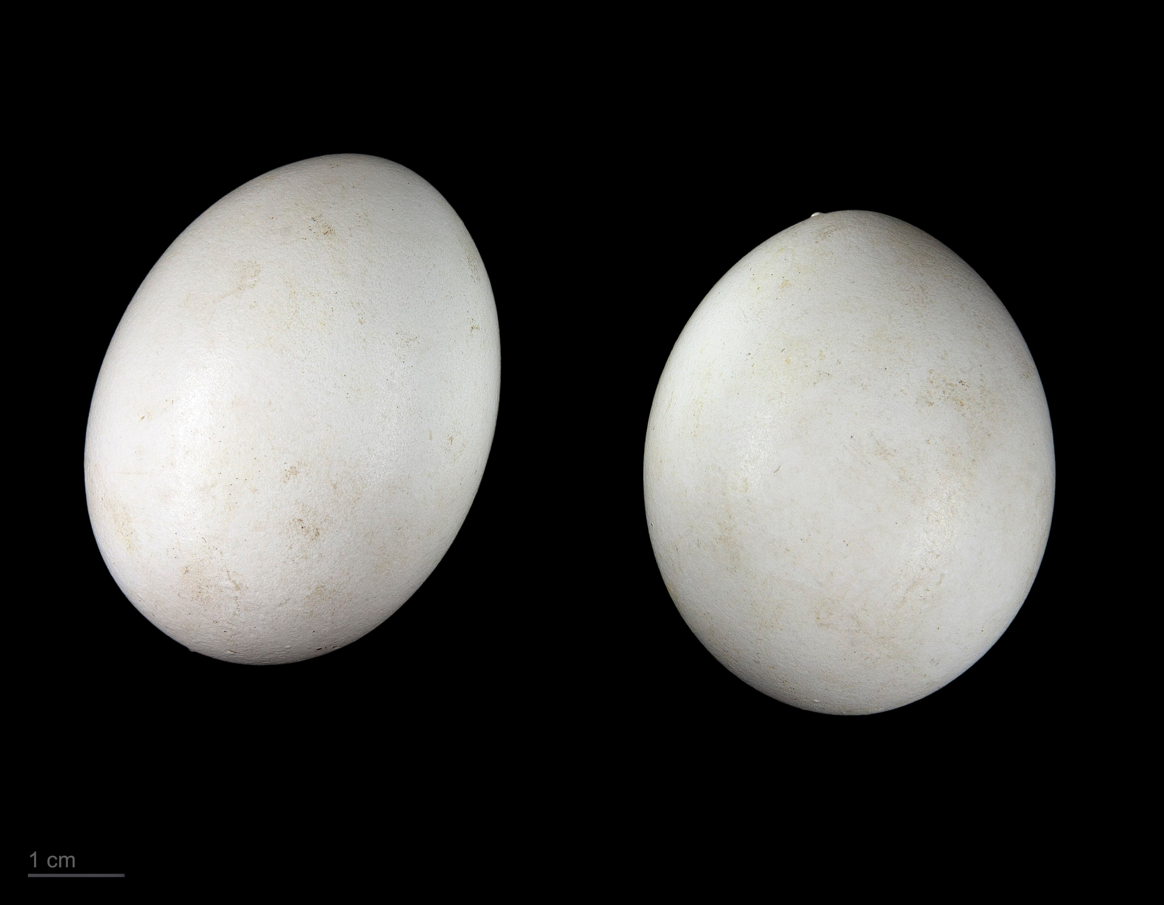 Bruine Kiekendief (Circus aeruginosus) - Circus aeruginosus MHNT.ZOO.2010.11.82.5