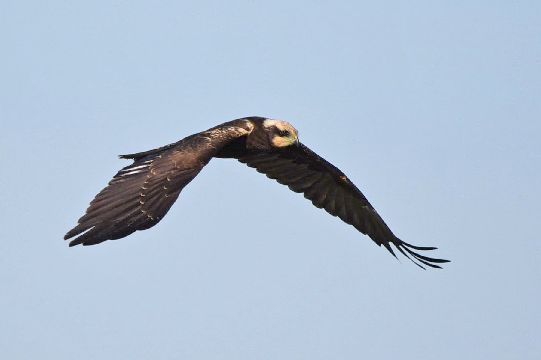 Bruine Kiekendief (Circus aeruginosus) - Busard des roseaux Circus aeruginosus DSC 3073-p (48841507981)