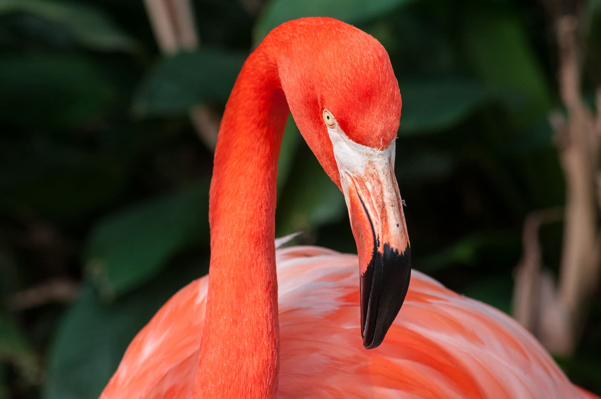 Caribische Flamingo (Phoenicopterus ruber) - Phoenicopterus ruber in São Paulo Zoo