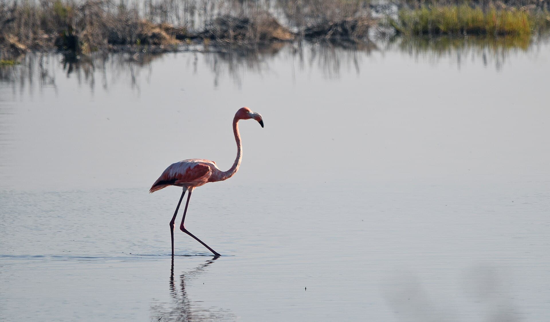 Caribische Flamingo (Phoenicopterus ruber) - Flamingo getting ready to fly (26635071548)