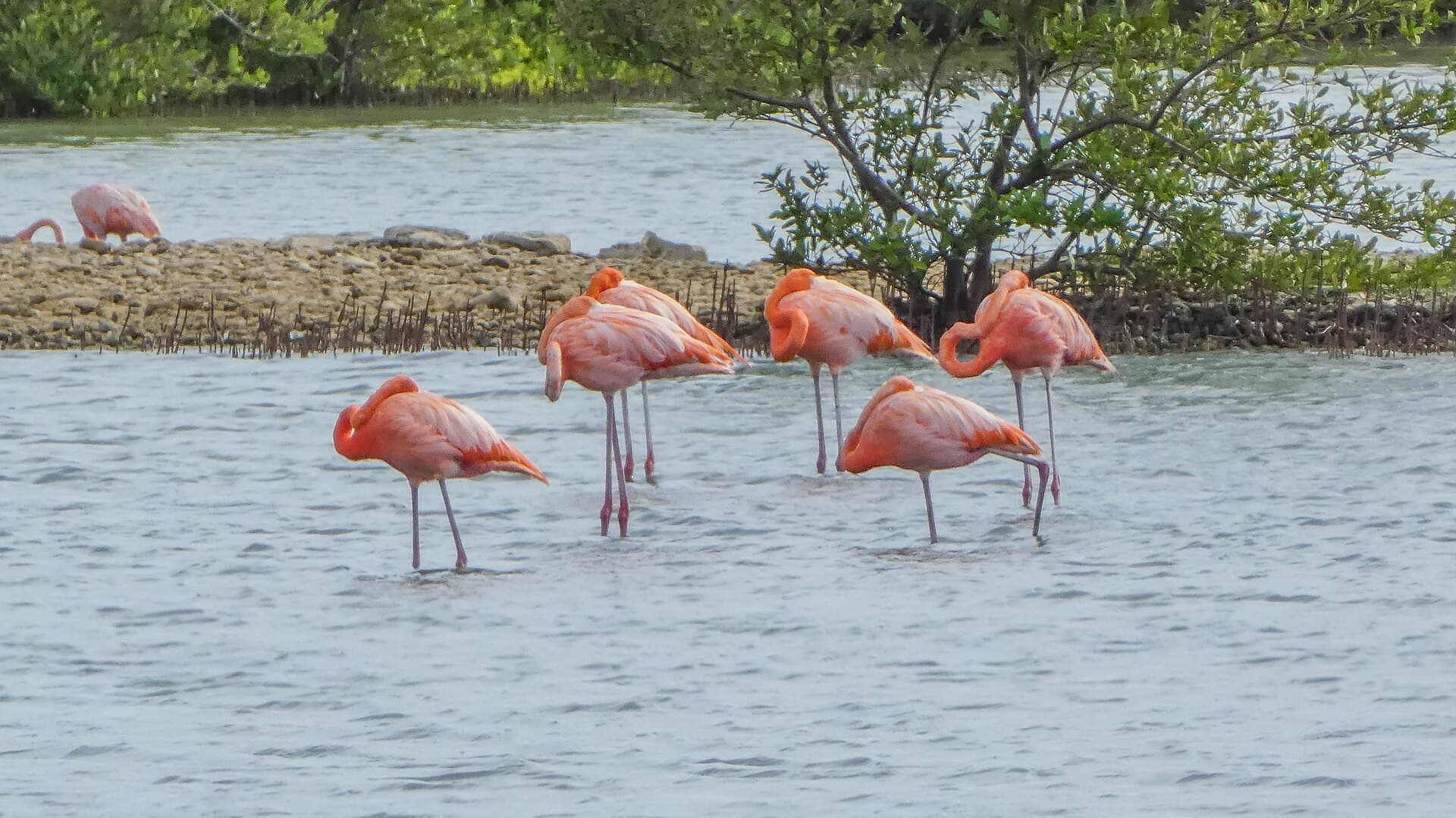 Caribische Flamingo (Phoenicopterus ruber) - Flamingo's at Jan Kok (31200734795)