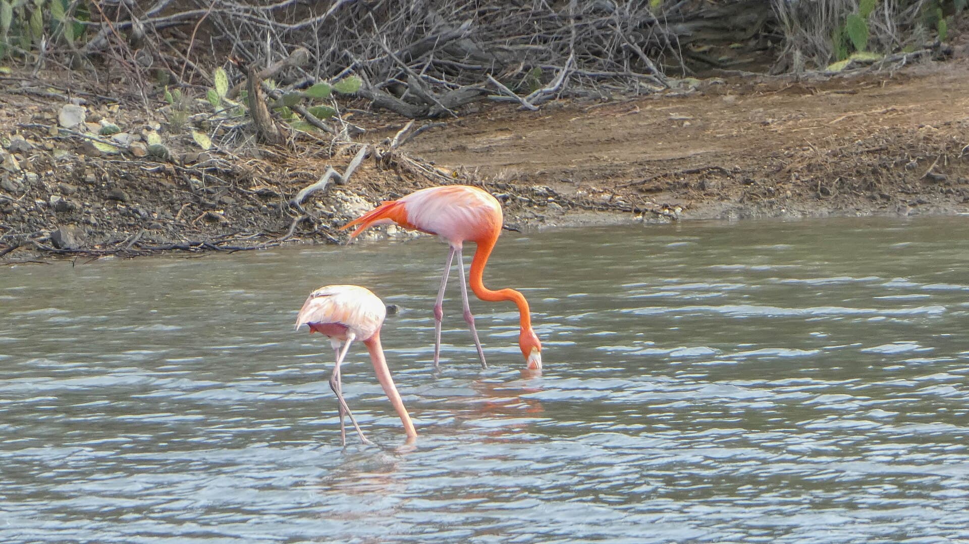 Caribische Flamingo (Phoenicopterus ruber) - Flamingo sign at Jan Kok (30393544993)