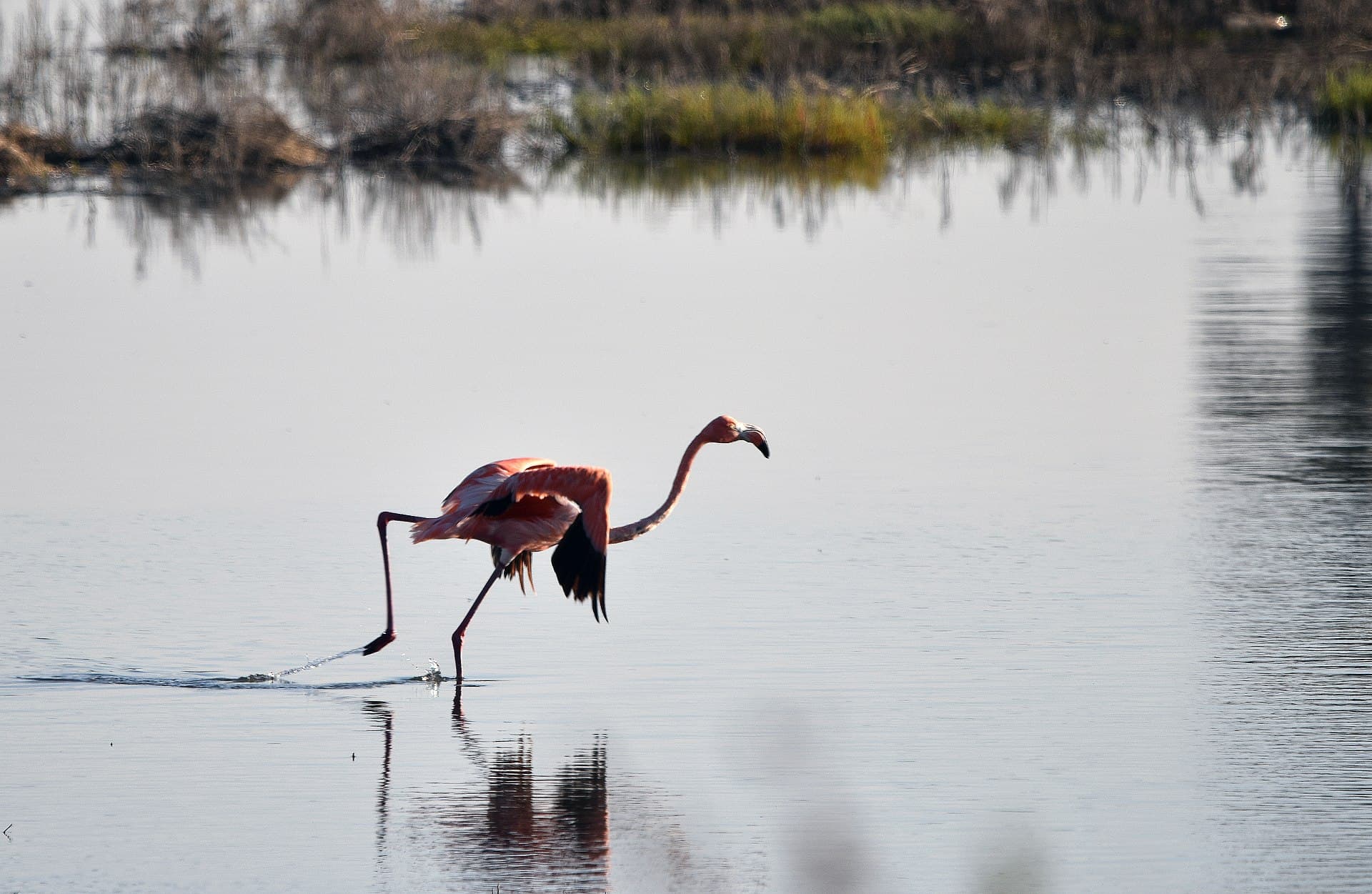 Caribische Flamingo (Phoenicopterus ruber) - Flamingo ready to take off (39610747295)