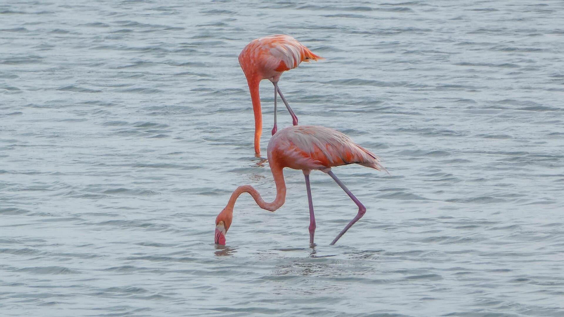 Caribische Flamingo (Phoenicopterus ruber) - Flamingo's at Jan Kok (30393536173)
